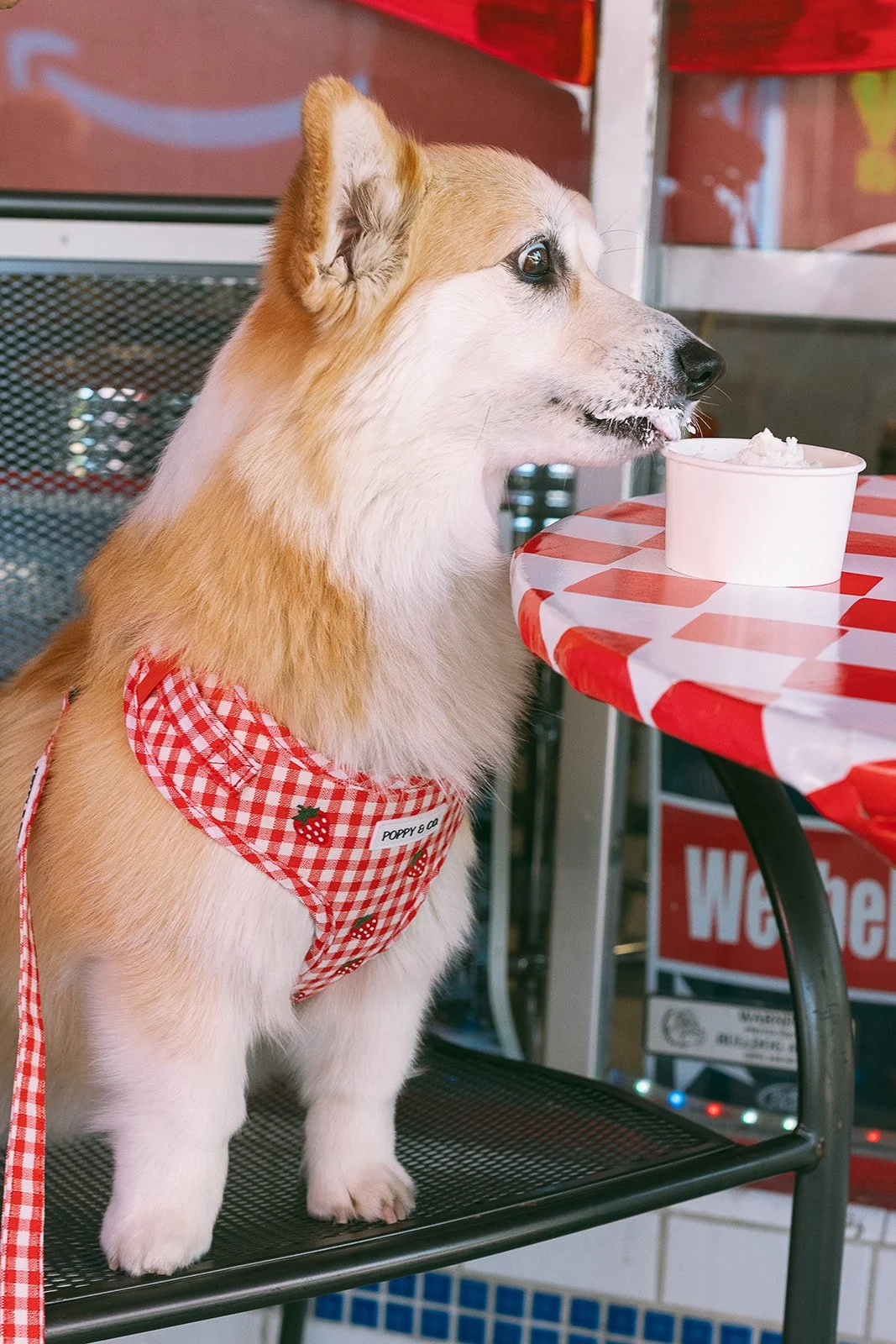 dog+old town+corgi-50_websize.jpg
