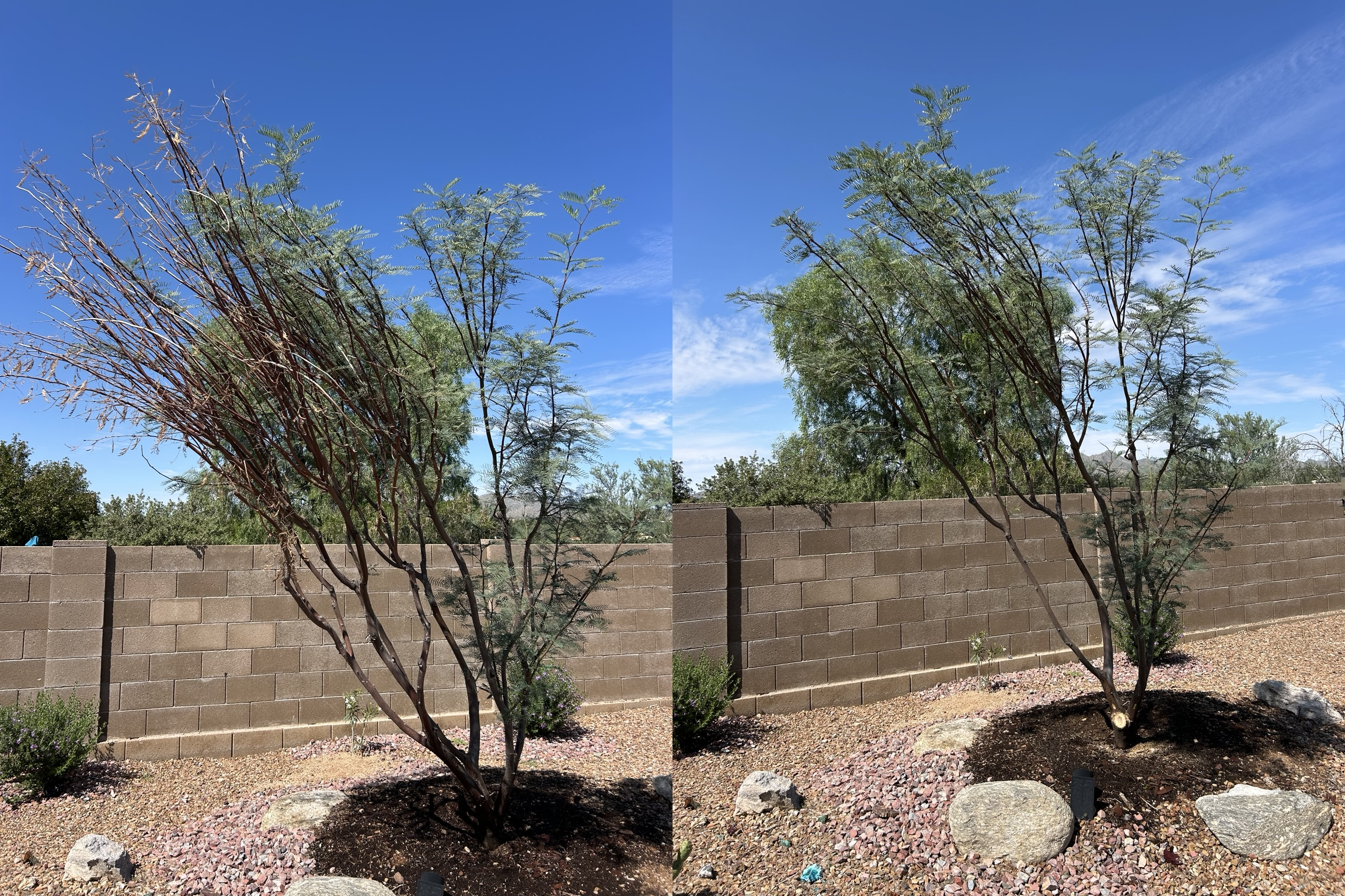 This Honey Mesquite had a large portion of the tree die due to girdled roots. The branch was removed and we are hoping the healthy part of the tree grows on.