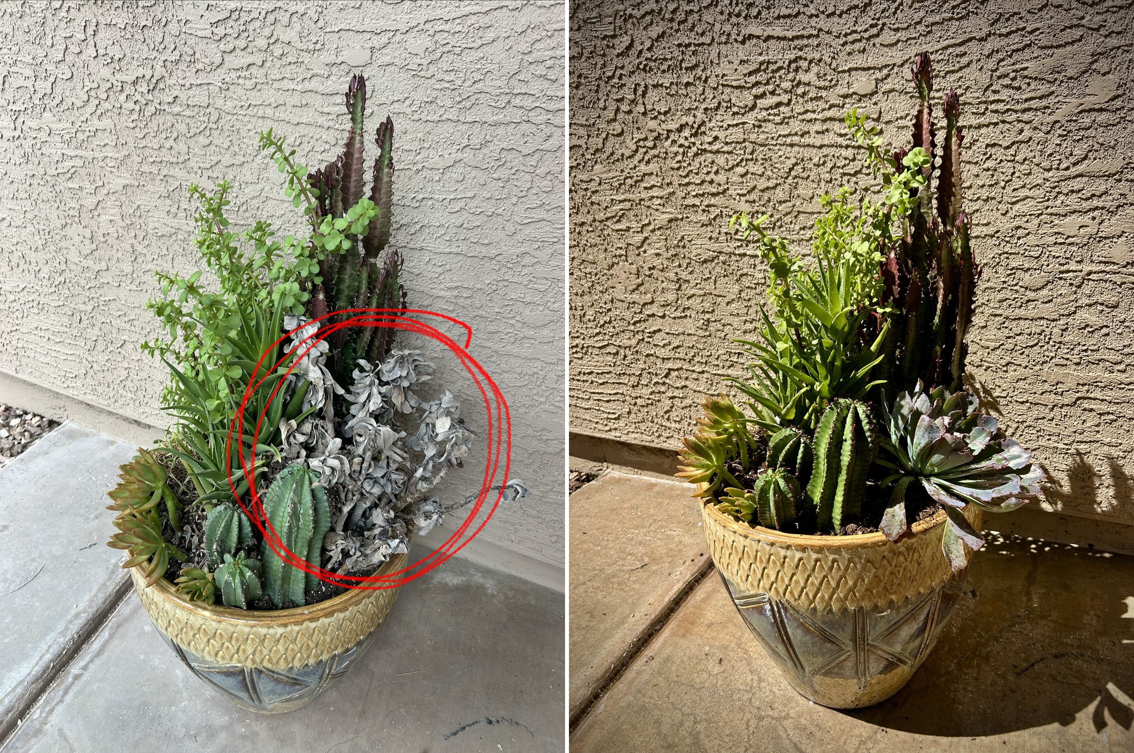 Replacing dead plants with better alternatives 