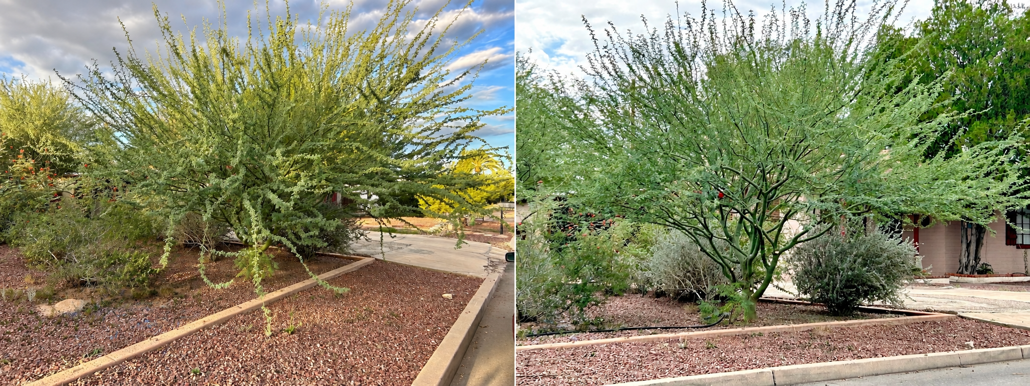 Pruning to display branching architecture on this Palo Verde Tree