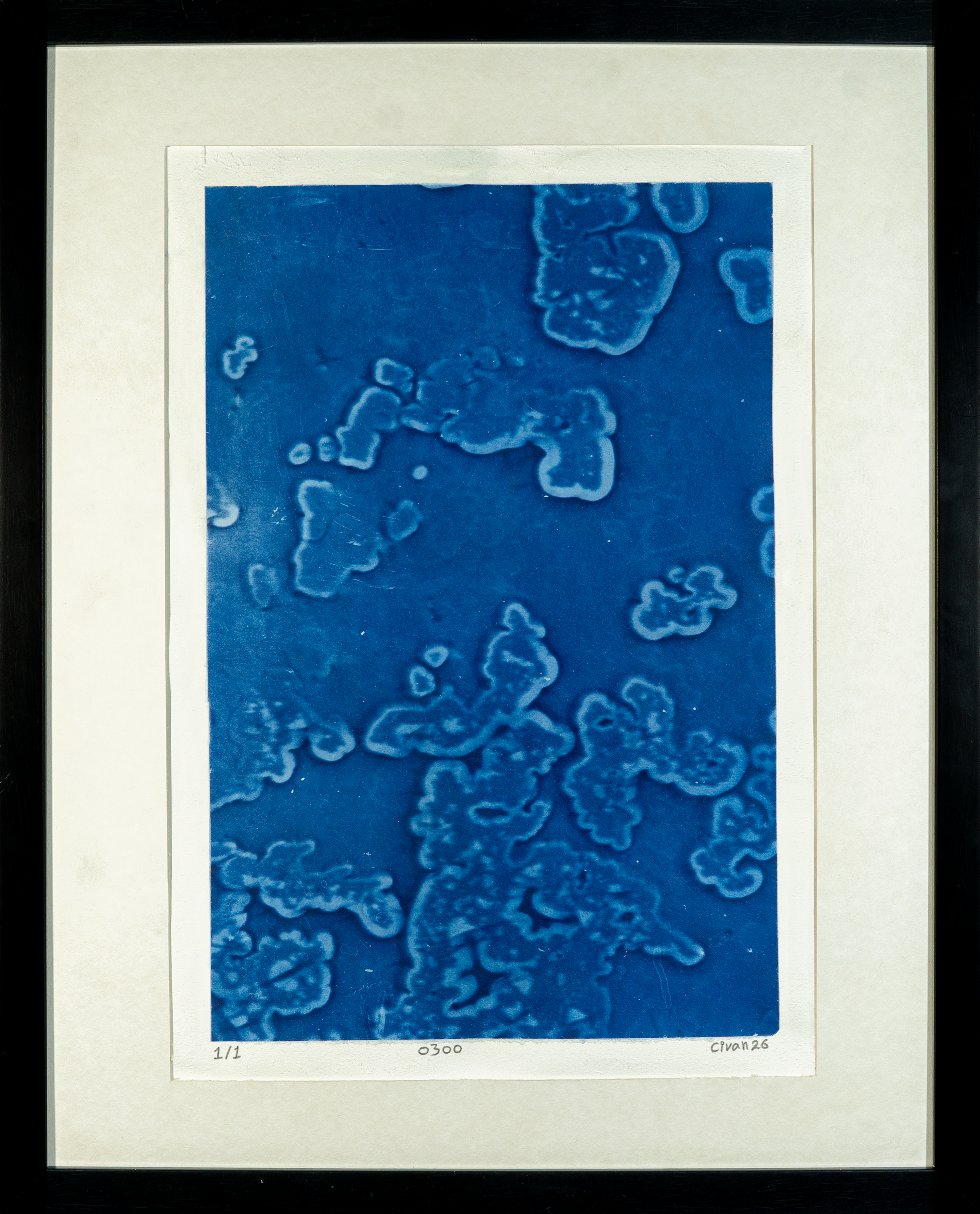 0300, 2026, Cyanotype on paper, 29.7cm x 42cm (11.7 in x 16.5 in)