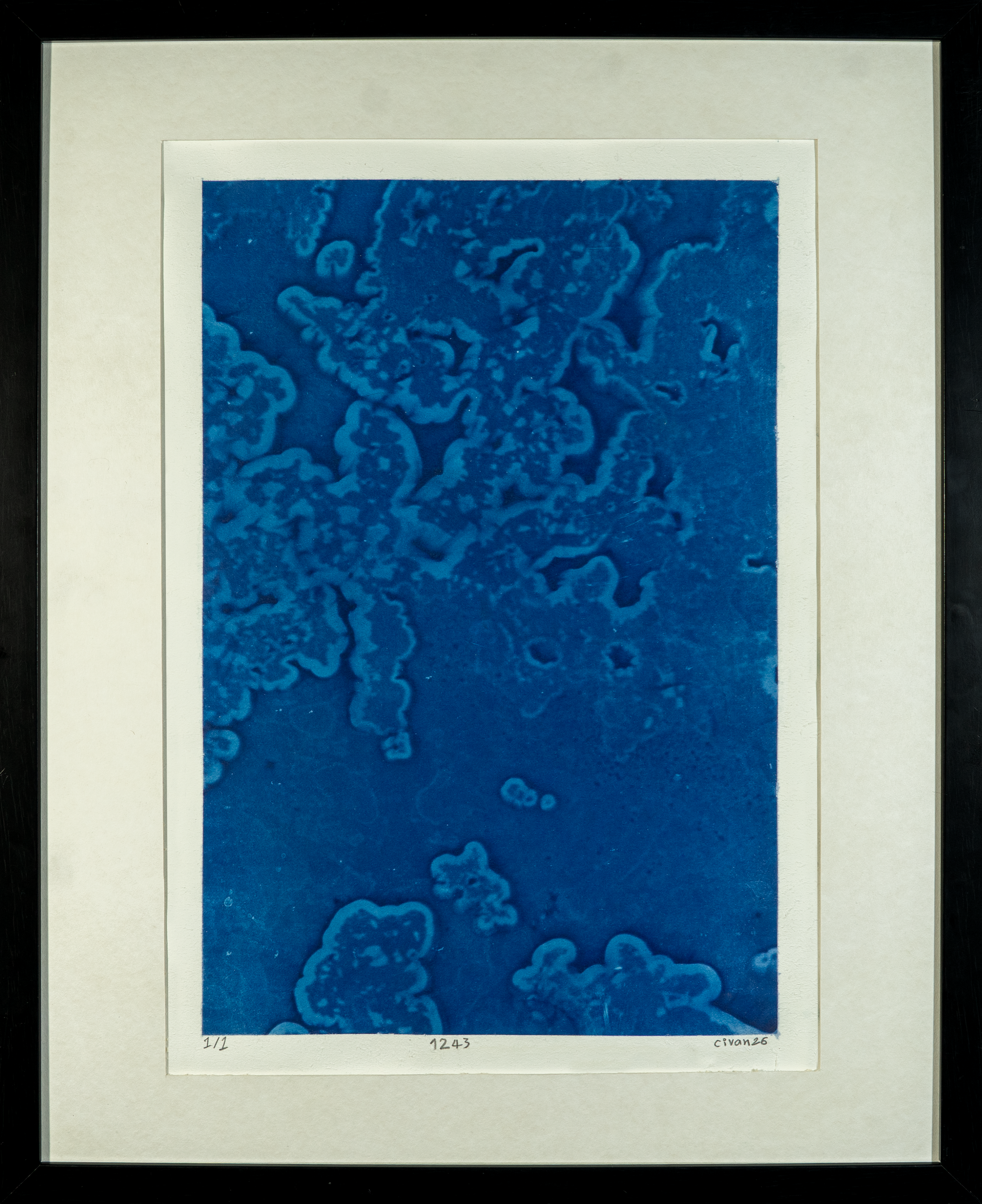 1243, 2026, Cyanotype on paper, 29.7cm x 42cm