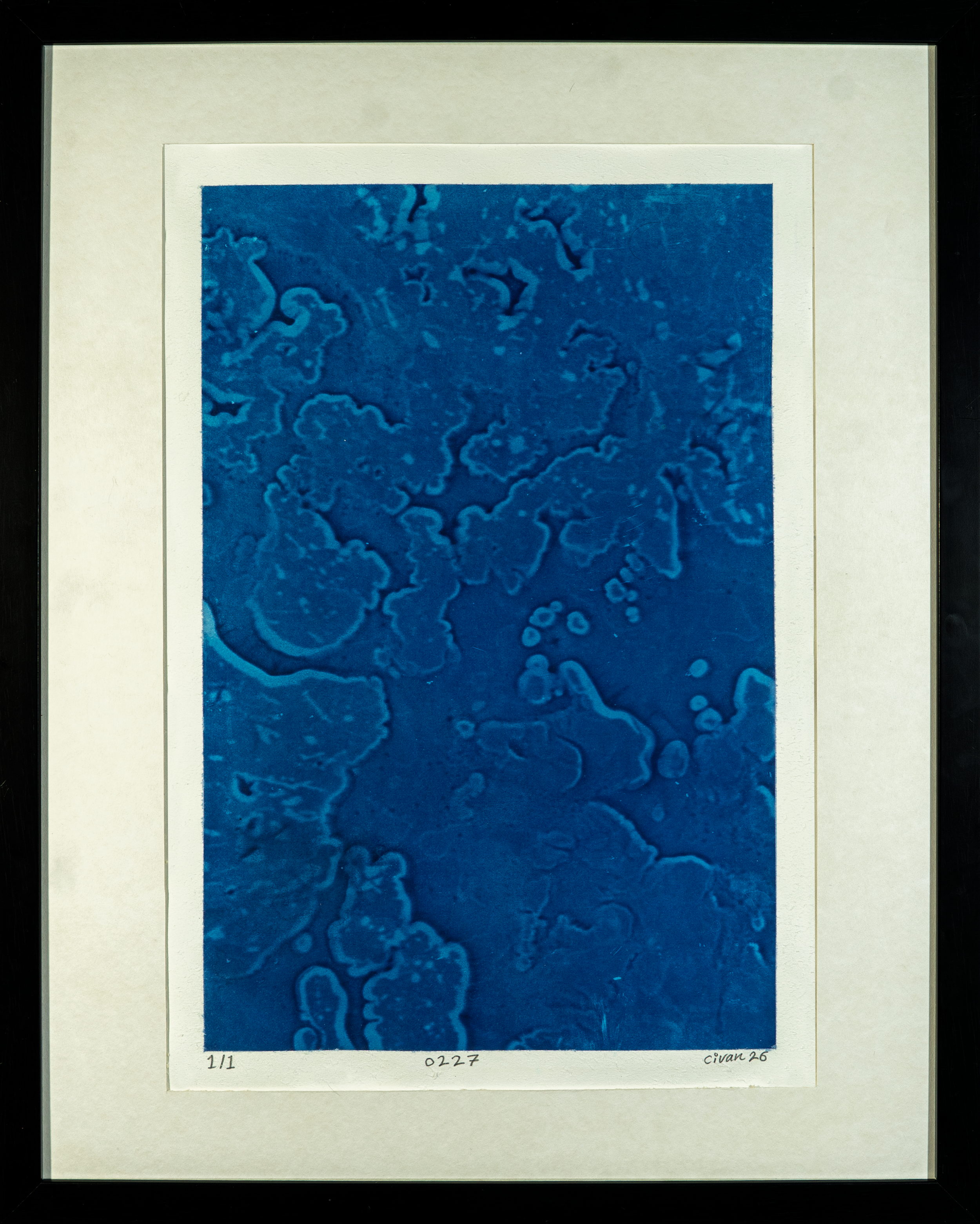 0227, 2026, Cyanotype on paper, 29.7cm x 42cm