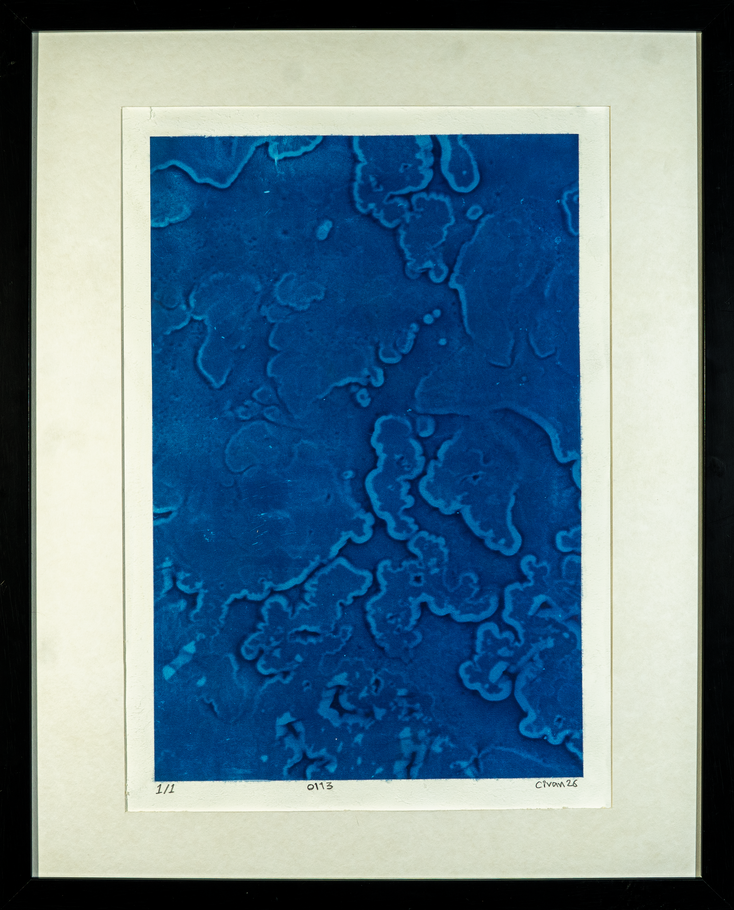 0113, 2026, Cyanotype on paper, 29.7cm x 42cm