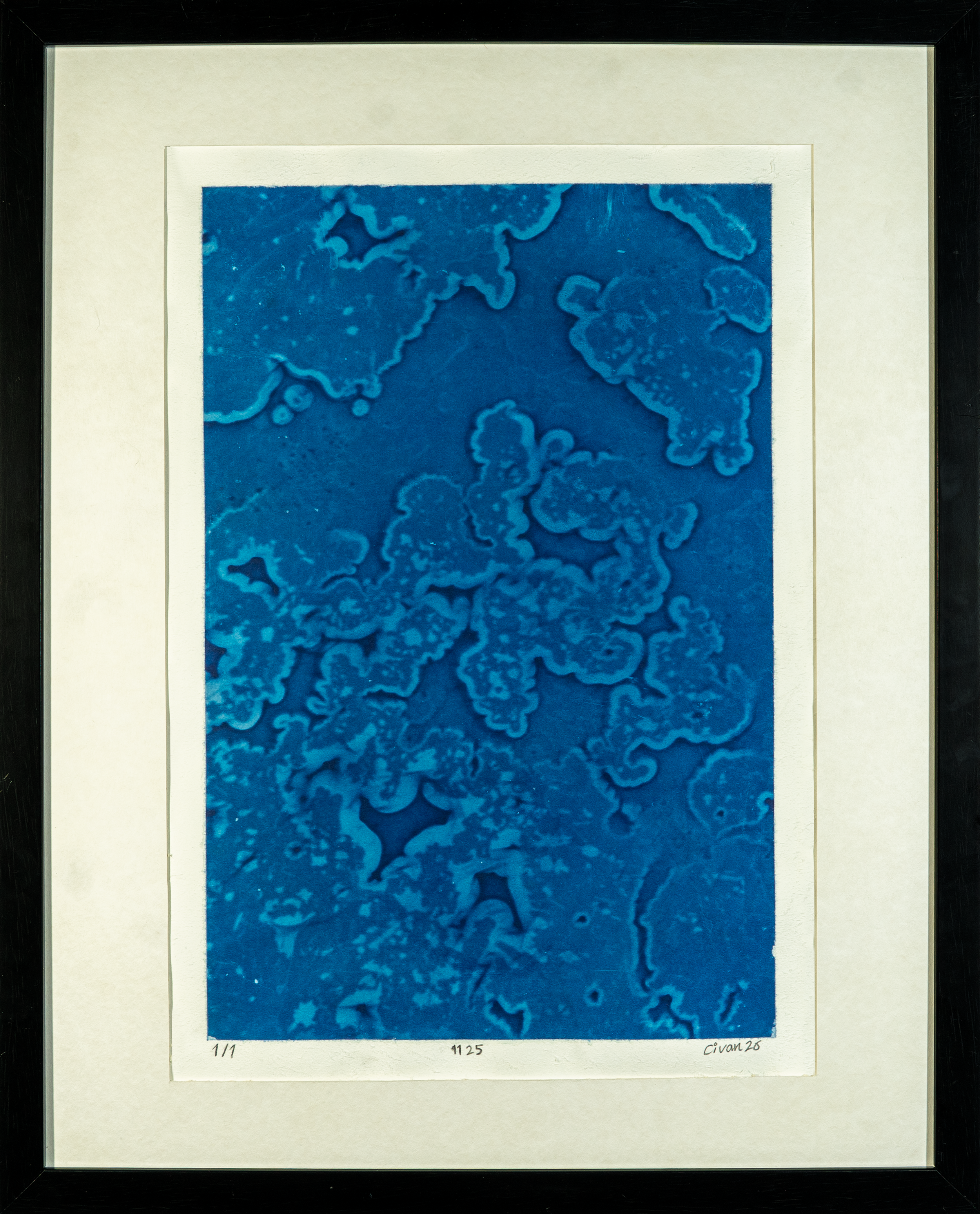 1125, 2026, Cyanotype on paper, 29.7cm x 42cm (11.7 in x 16.5 in)