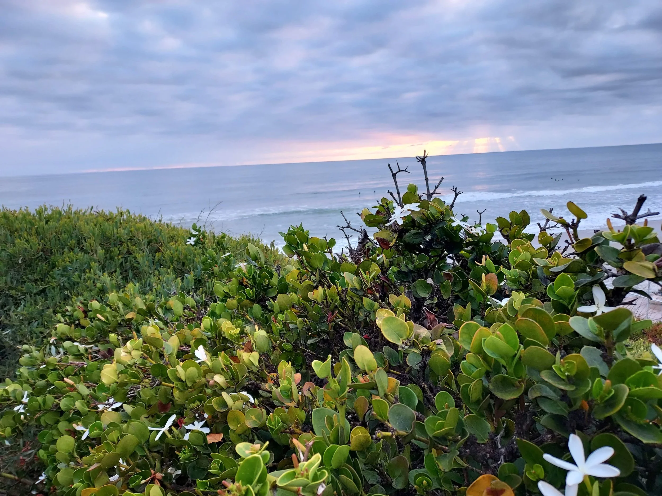 A view of the ocean with waves crashing onto the shore under a cloudy sky during sunset. Green shrubbery with white flowers is in the foreground.