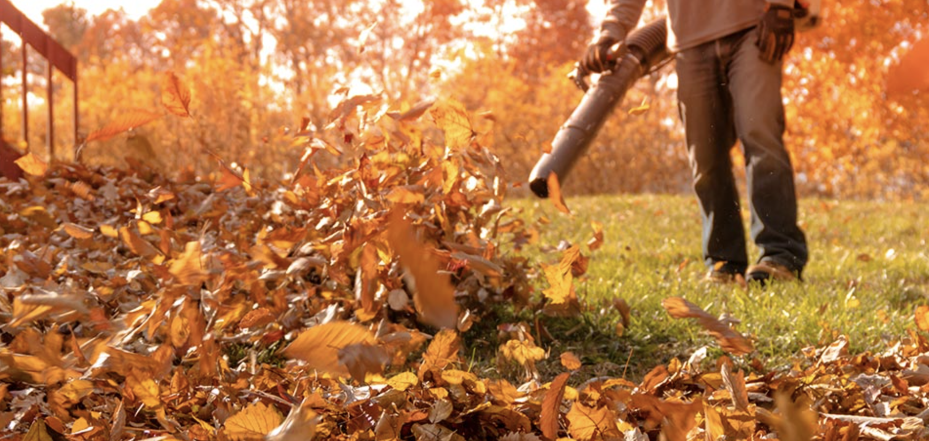 FALL CLEANUP