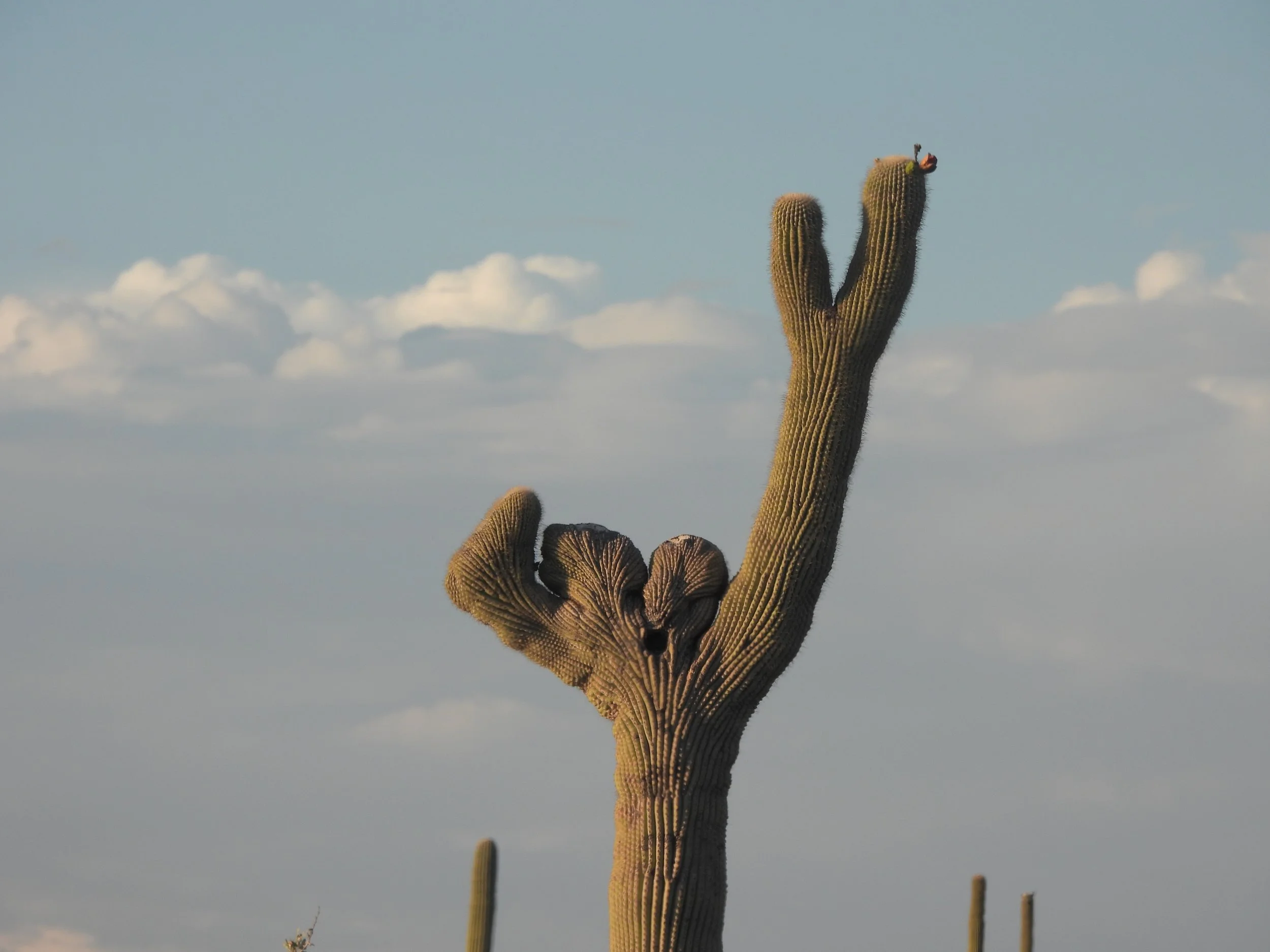 A tall cactus with multiple arms, with a butterfly resting on the top right arm, set against a blue sky with some clouds.