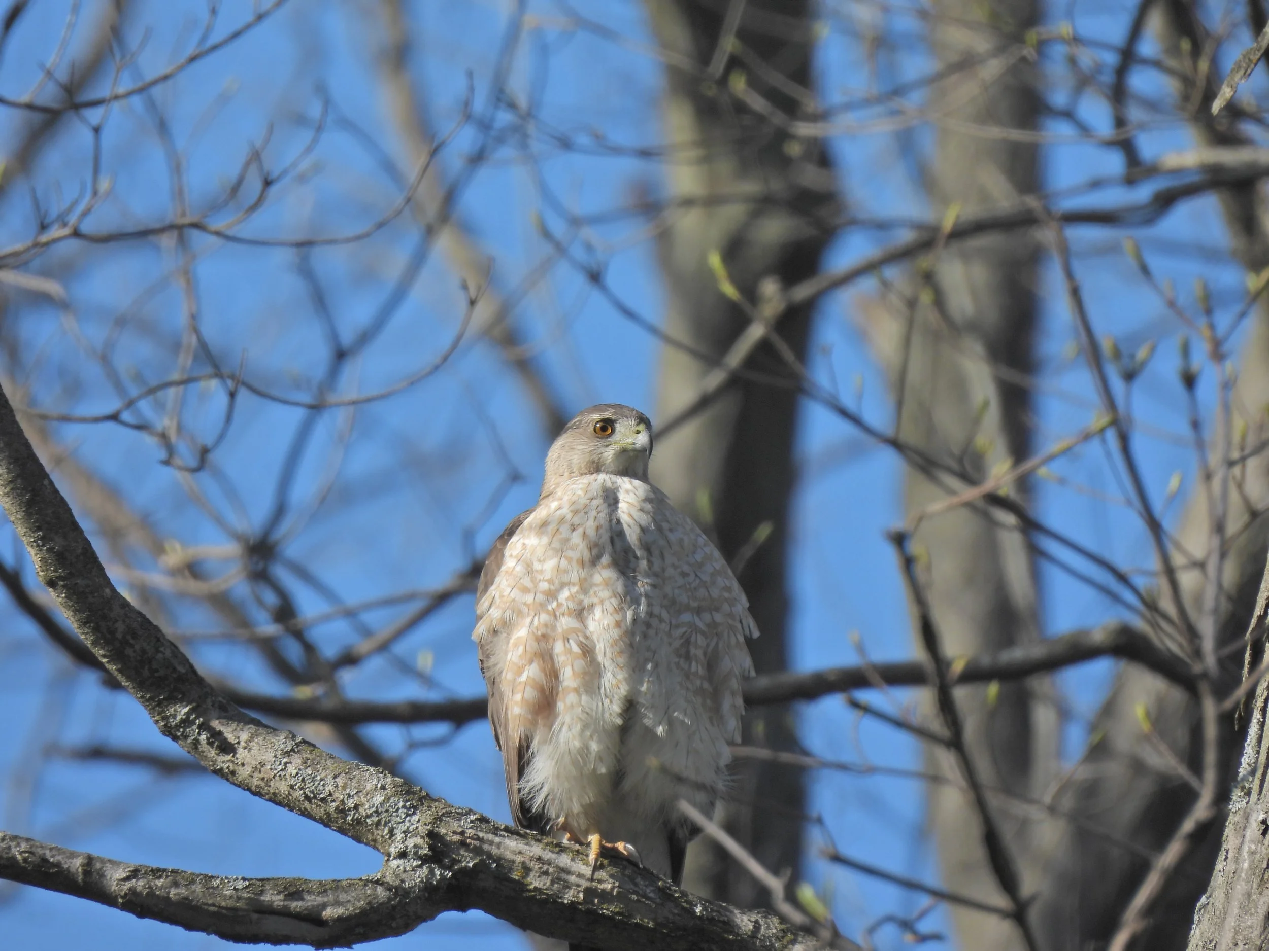 A coopers hawk perched on a tree branch with the sky in the background.