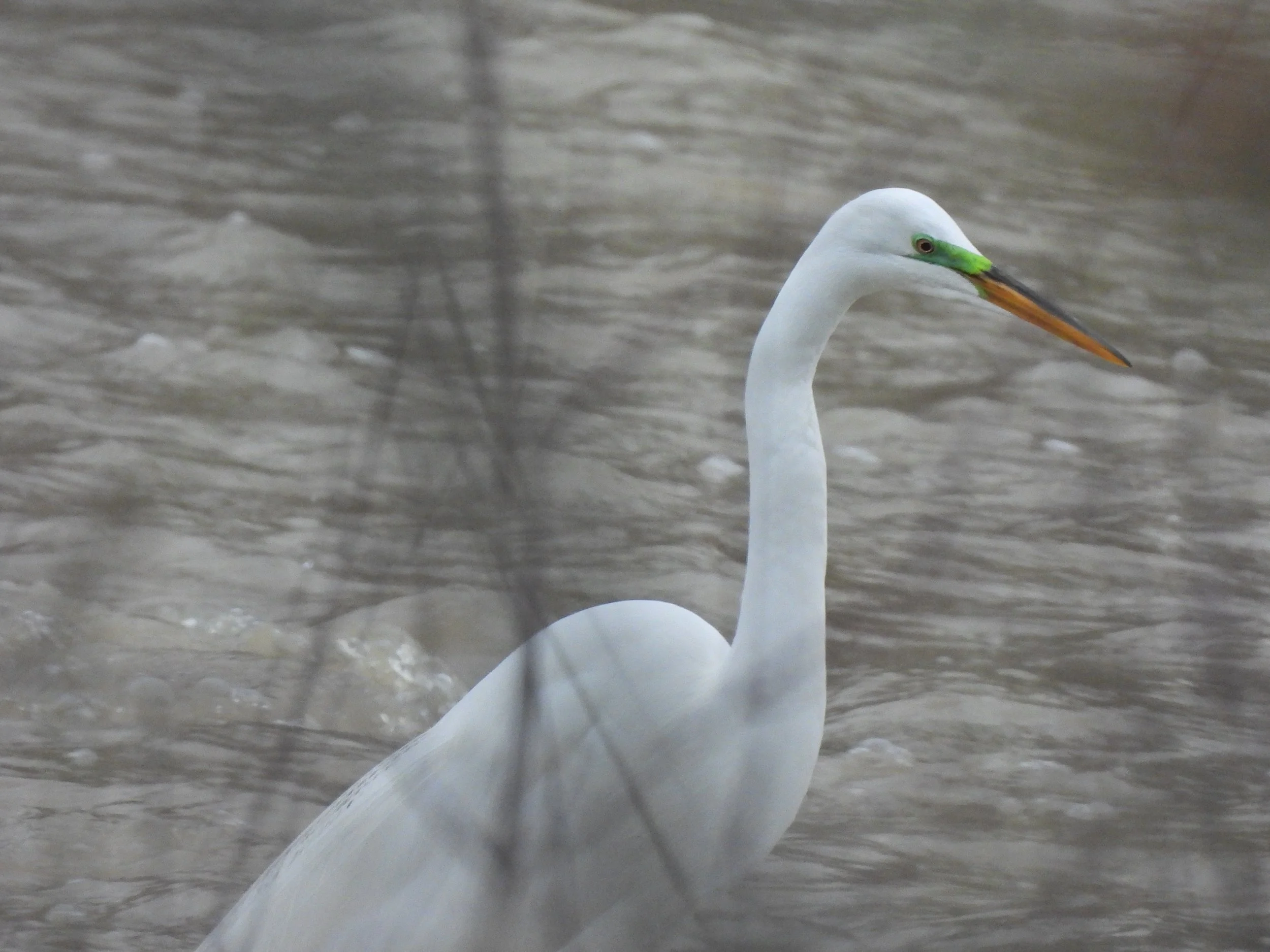 A white heron standing in shallow brown water, with its long neck curved and beak pointed downward.