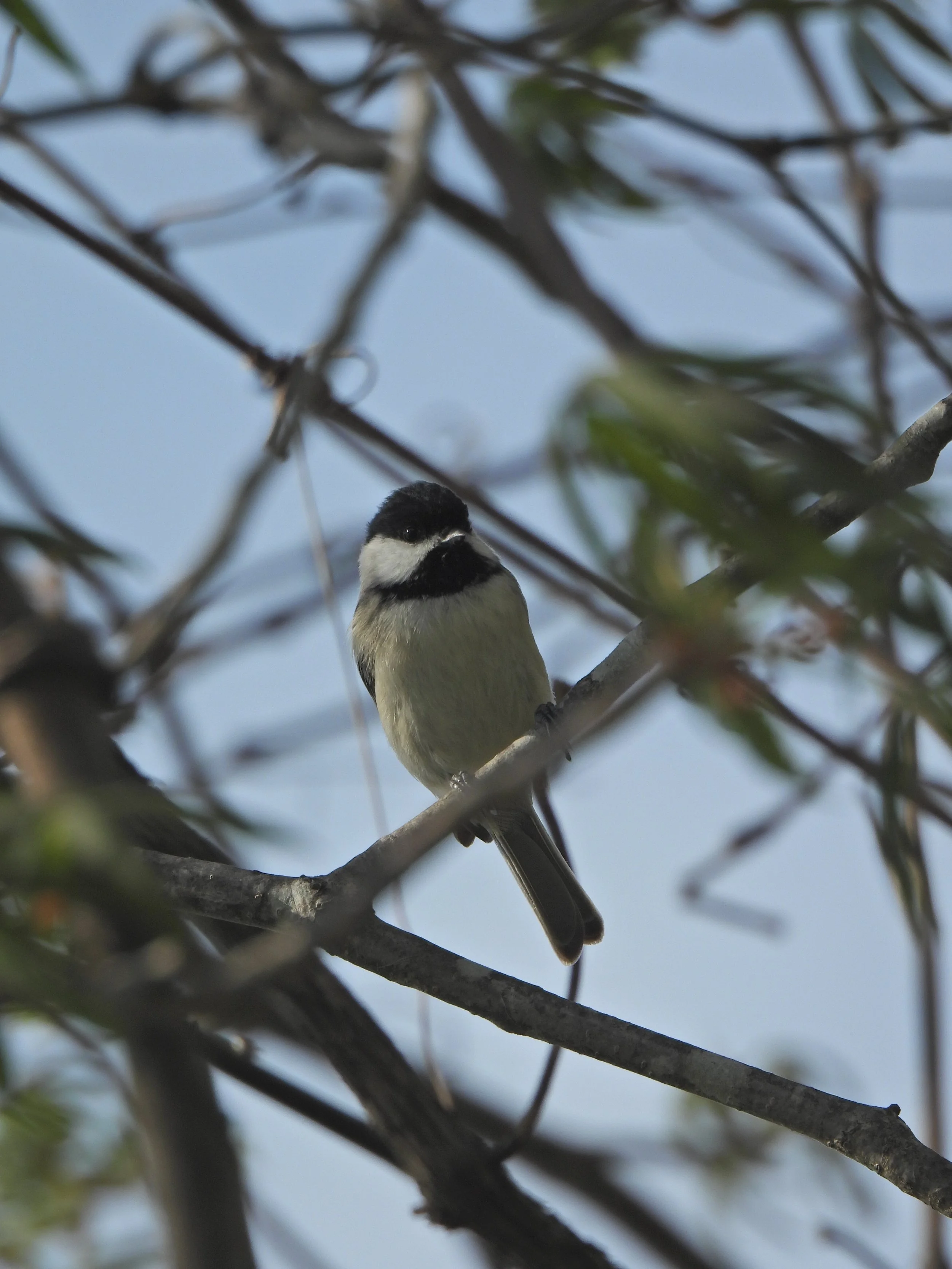 A chickadee perched on a tree branch.