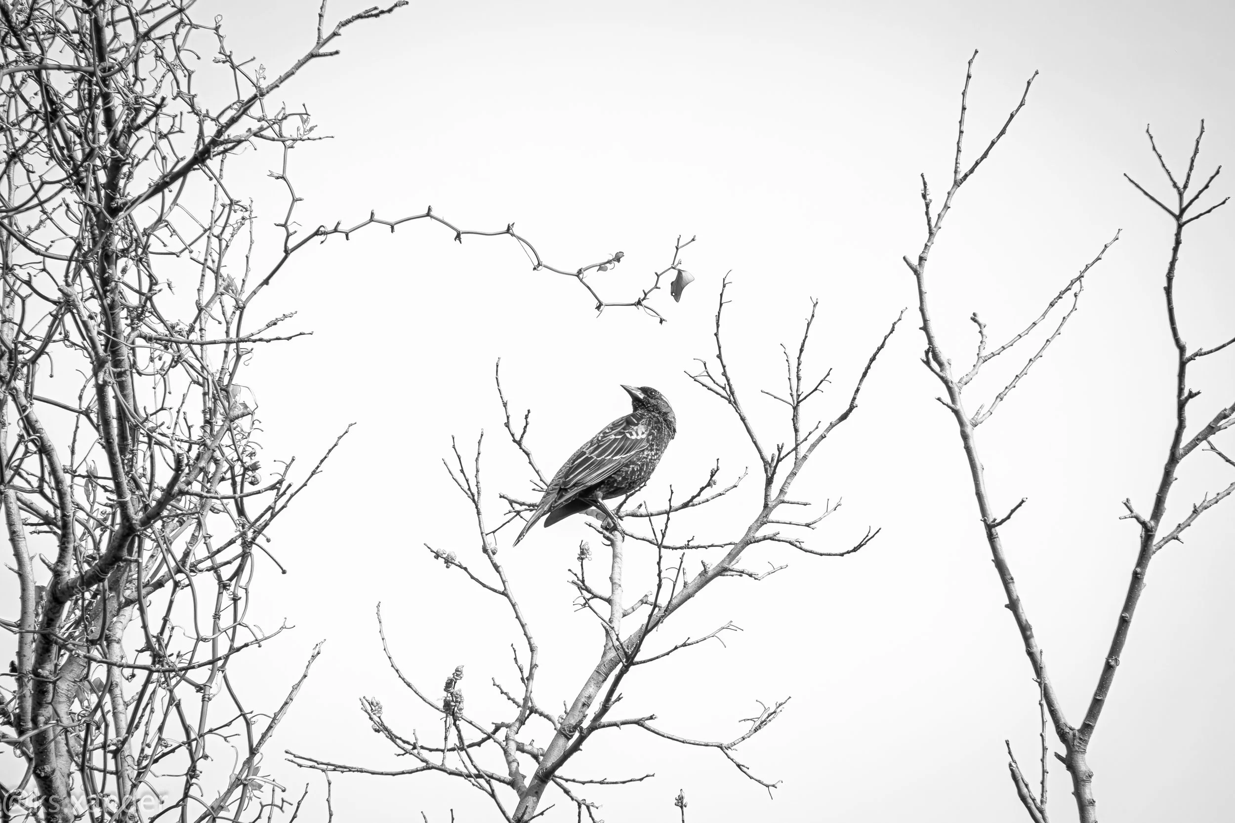 The Watcher