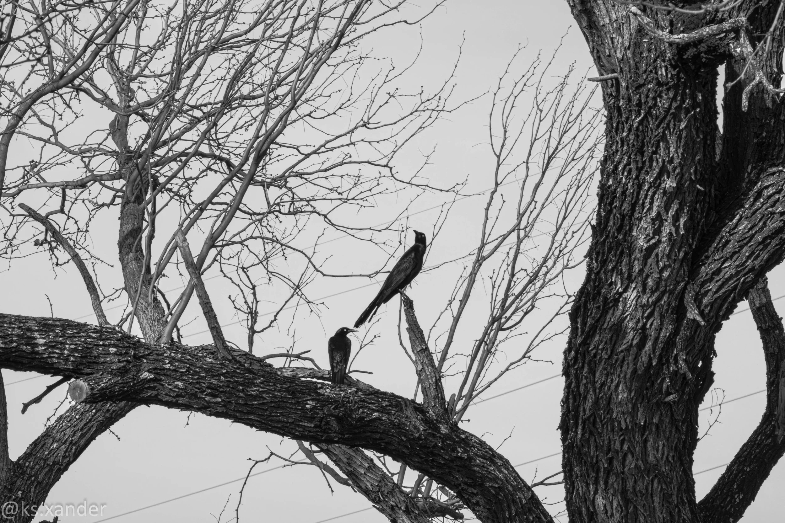 The Day Watch