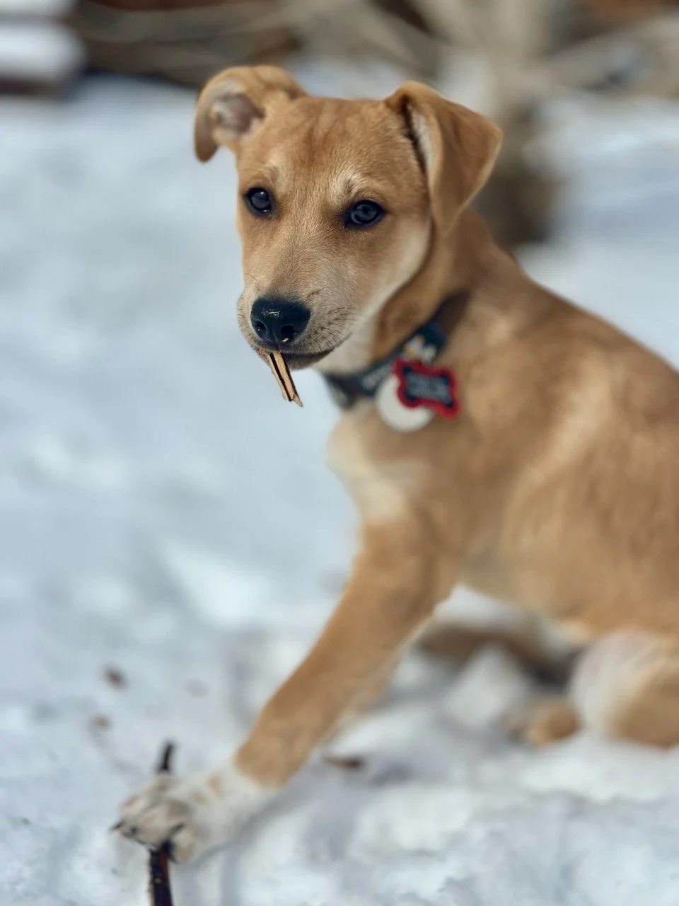A tan puppy playing in the snow, holding a stick in its mouth.