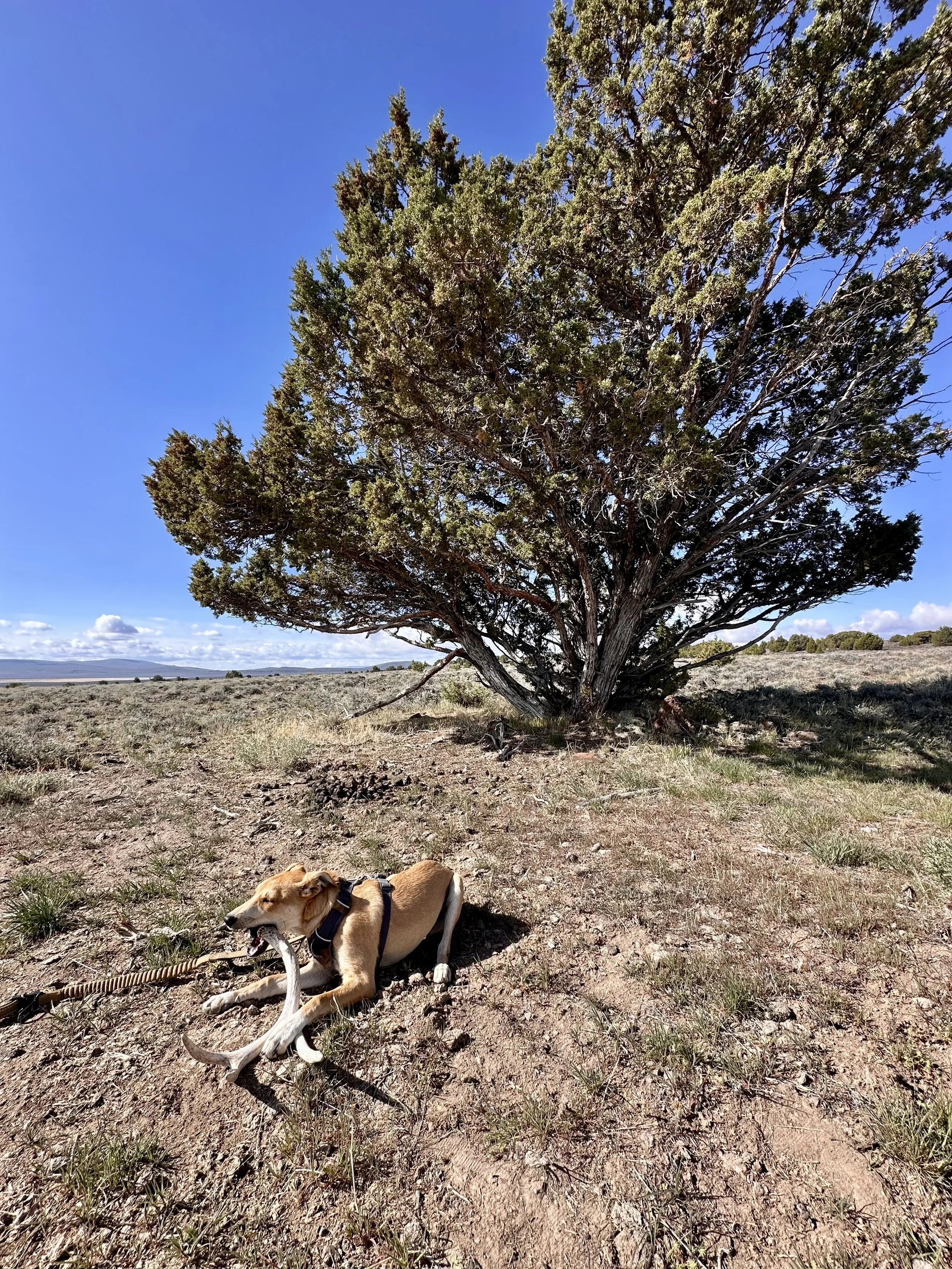 A tan short-haired dog with a black harness lying on the ground in front of a large tree with a deer antler, under a blue sky with a few clouds, in an open landscape with sparse vegetation.