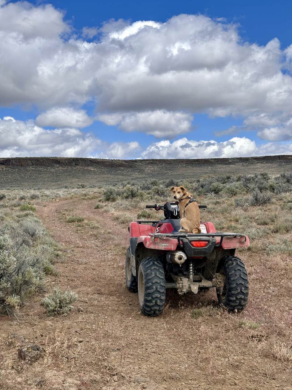 A dog sitting on the back of a red ATV in a desert landscape with a cloudy blue sky.