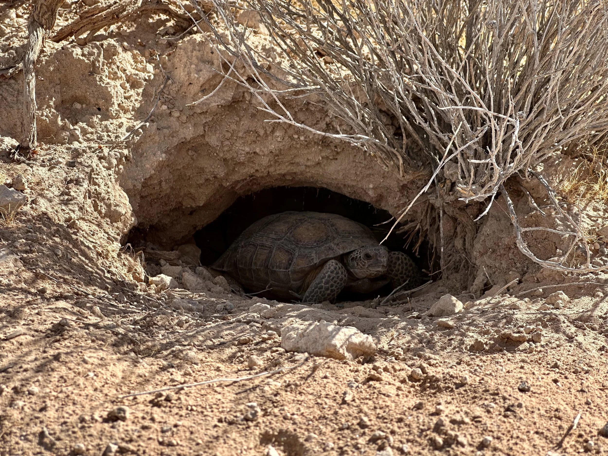 Desert Tortoise emerging from a burrow in dry, sandy soil with sparse, dry vegetation.