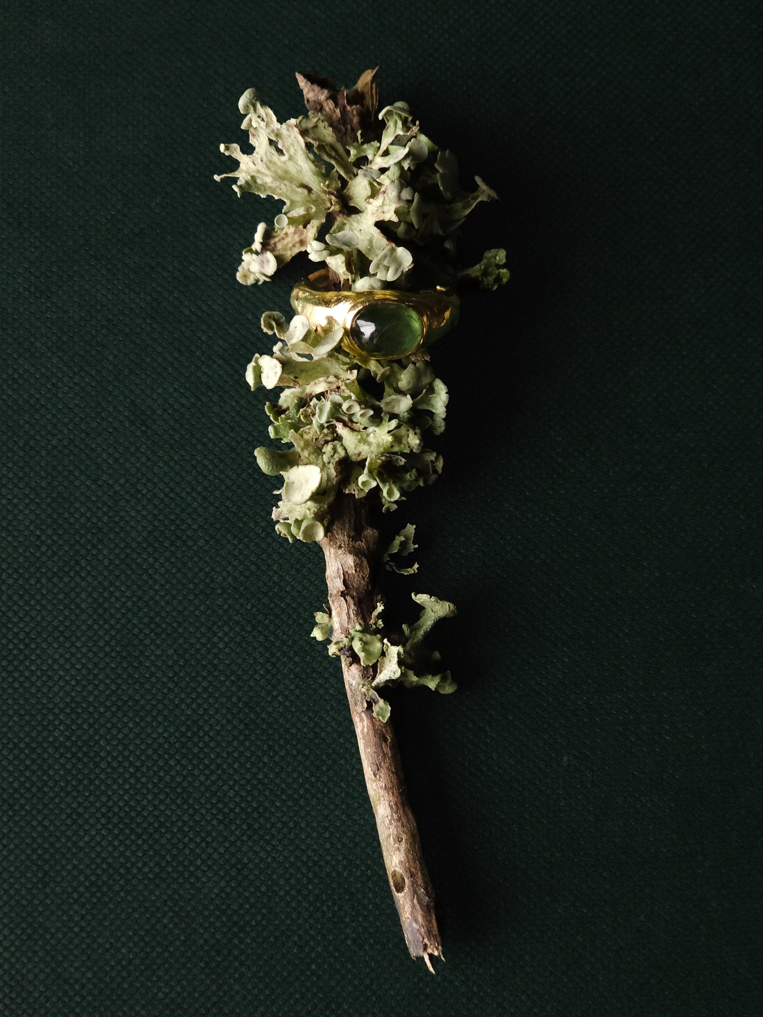 A small twig with lichen and moss growth.