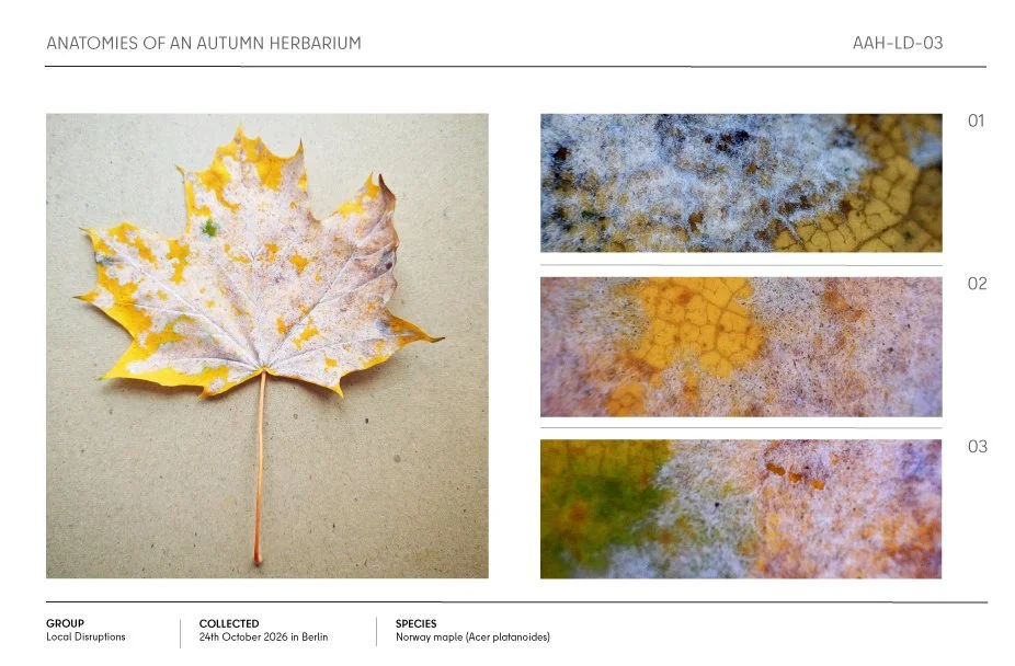 Autumn Norway maple leaf with white fungal growth, shown alongside three microscopic detail views of the leaf surface.