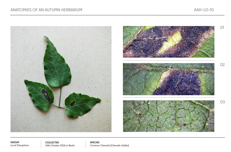 Herbarium sheet showing a common clematis leaf specimen with dark purple leaf spots and three close-up images of leaf damage, collected in Berlin.