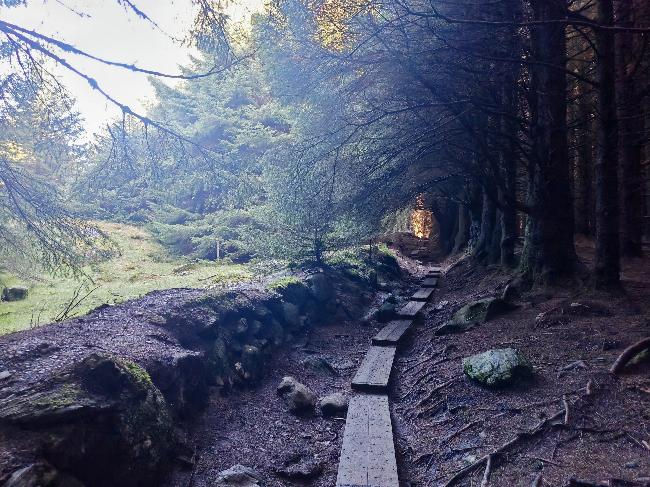 A forest scene with a small wooden plank pathway meandering through rocky terrain and dense trees with thin, leafless branches and evergreen trees, under a bright sky.