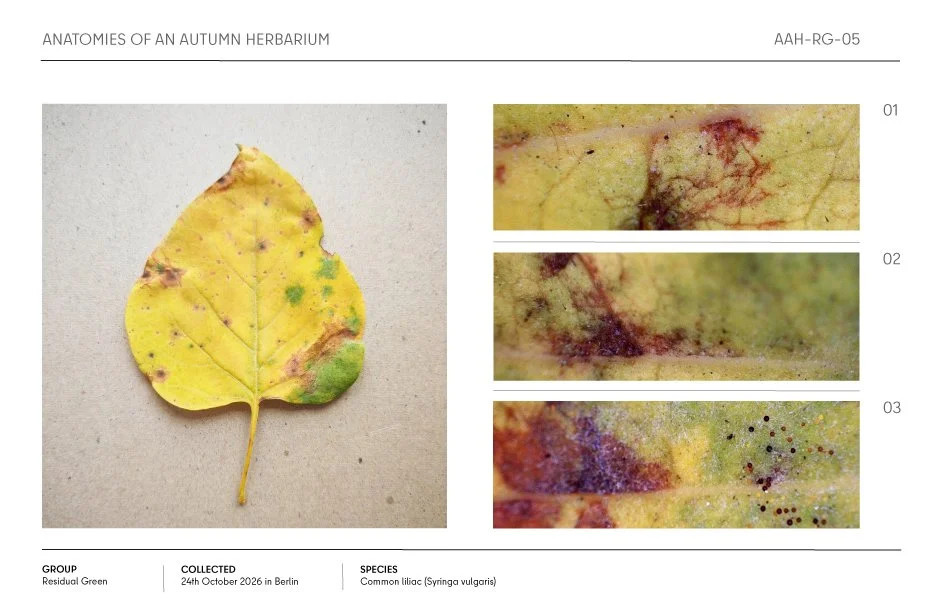 Autumn herbarium specimen sheet featuring a yellowing common lilac leaf with green patches and reddish-brown spots, plus three magnified detail views.
