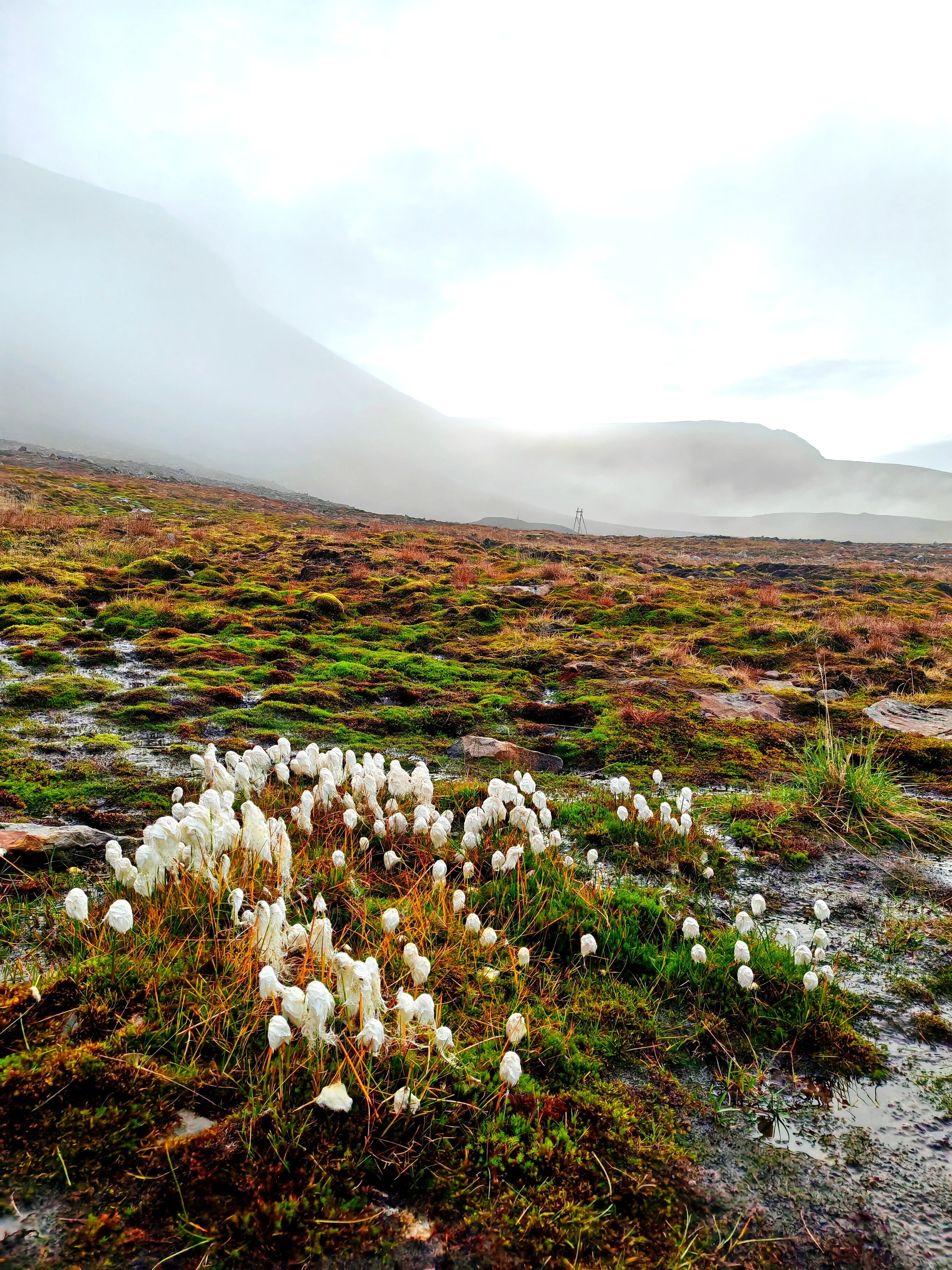 A lush, green wetland landscape with moss and small plants, wet soil or water patches, a flock of white snow geese in the foreground, and foggy mountains in the background under an overcast sky.