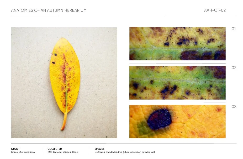 Autumn herbarium page featuring a yellow Catawba rhododendron leaf and three close-up images of its mottled surface.