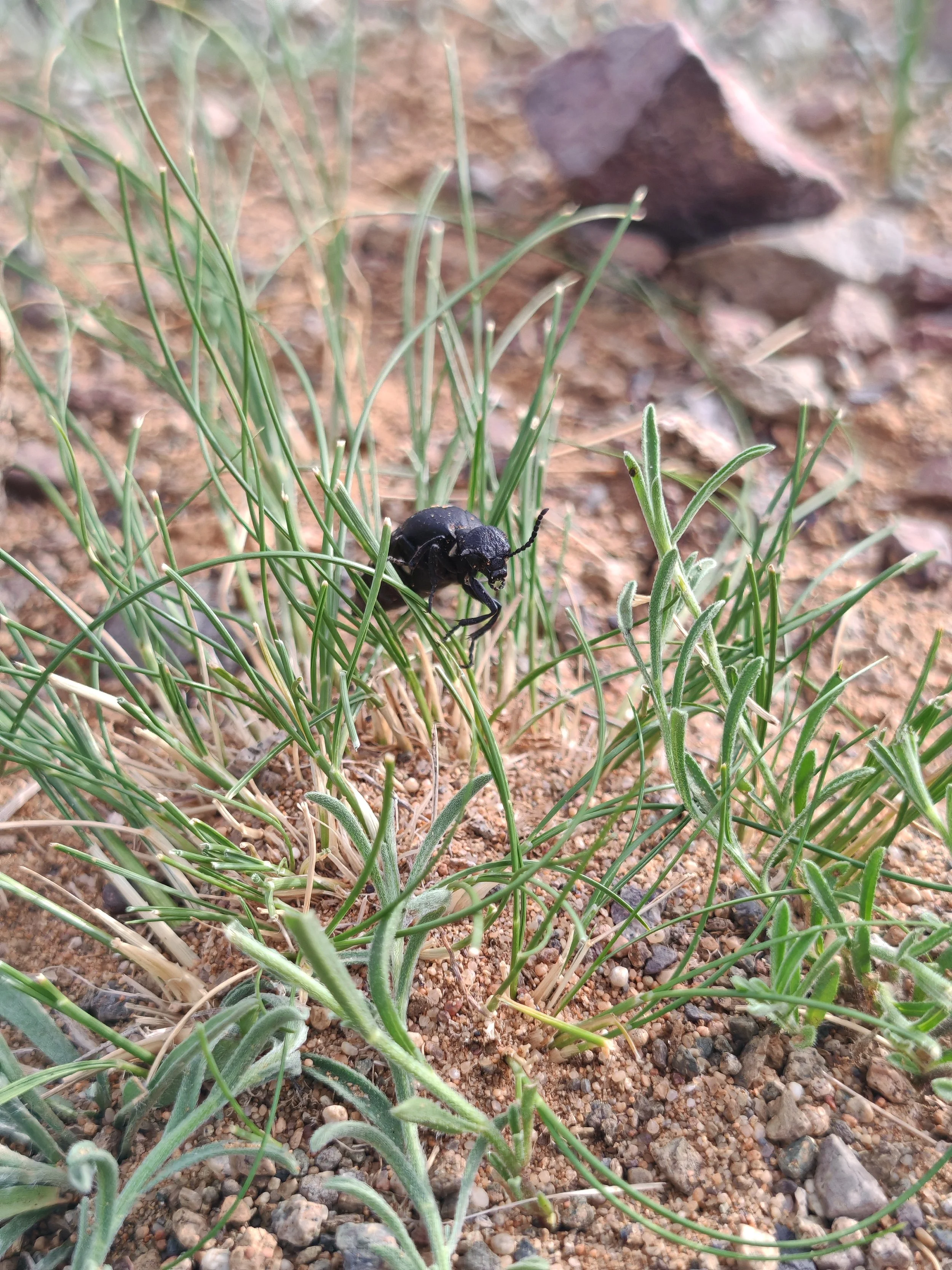 A small black insect on green grass and plants growing in sandy soil with small rocks.