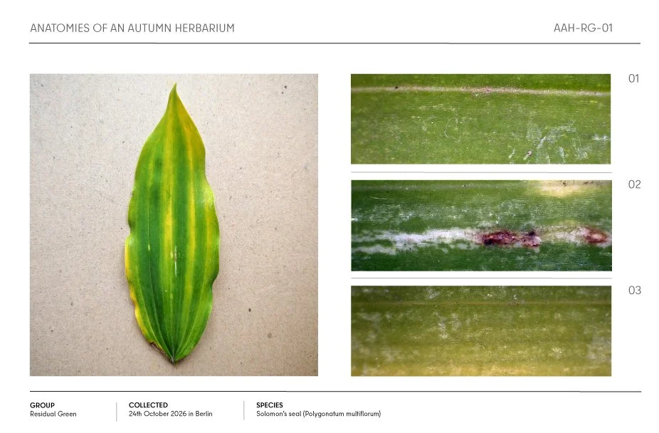 Autumn herbarium sheet showing a green Solomon’s seal leaf with three labeled close-up detail photographs.