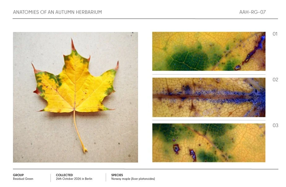 Autumn Norway maple leaf herbarium specimen with three microscopic detail views showing yellow-green foliage, veins, and leaf surface damage
