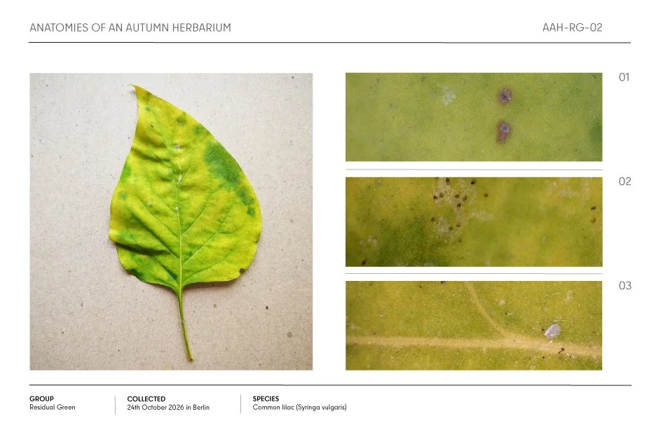 Autumn common lilac leaf herbarium sheet with three close-up views of leaf spots and surface details.