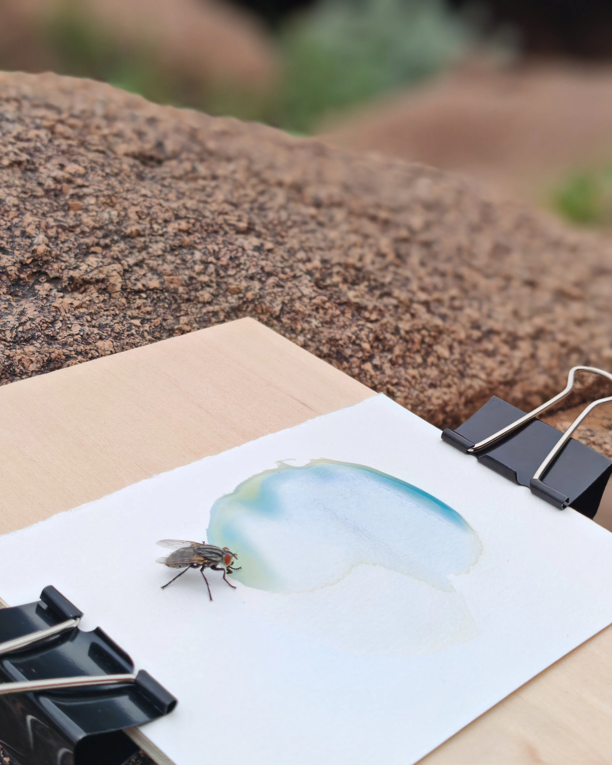 Close-up of a paper with a small insect, likely a fly, sitting on it, with black binder clips attaching the paper to a surface. In the background, a textured brown rock or soil surface is visible under natural lighting.