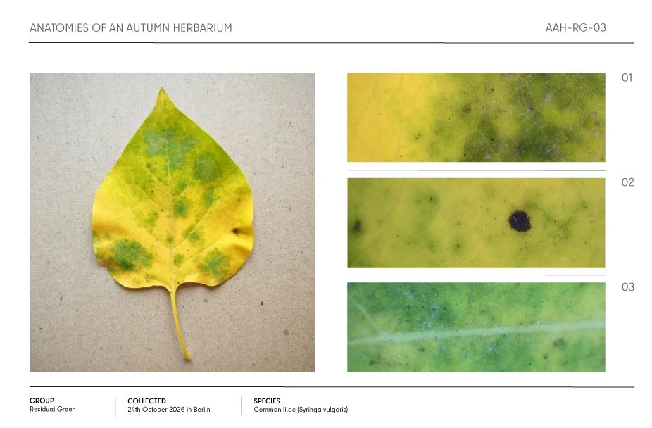 Autumn herbarium sheet showing a yellow-green common lilac leaf with three labeled close-up details.