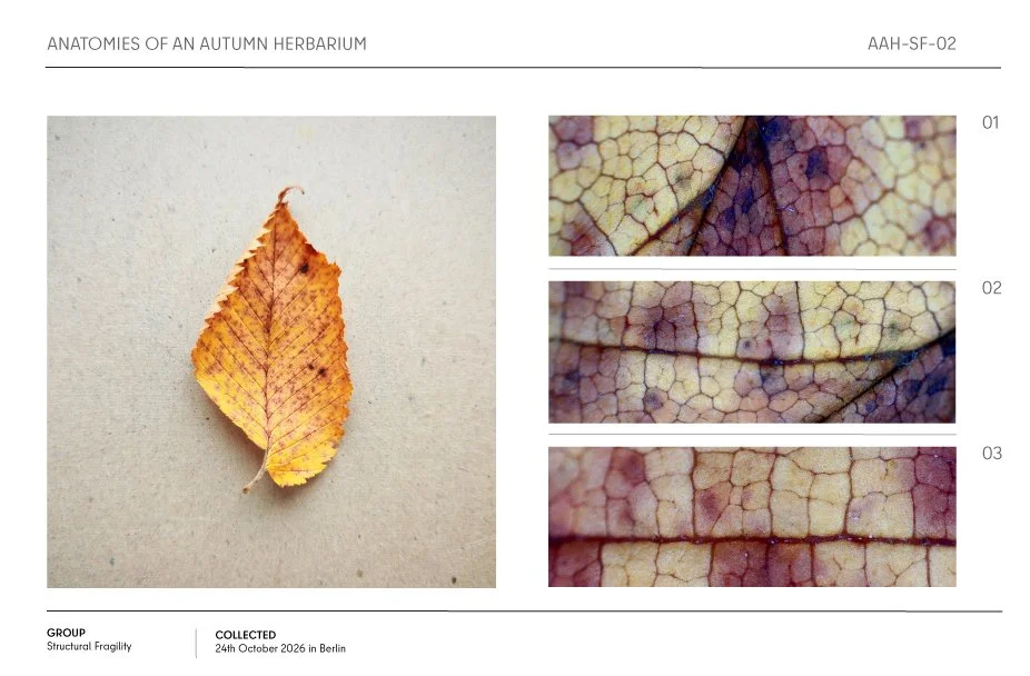 Autumn herbarium page featuring a yellow-orange leaf and three close-up images of its veined cellular structure