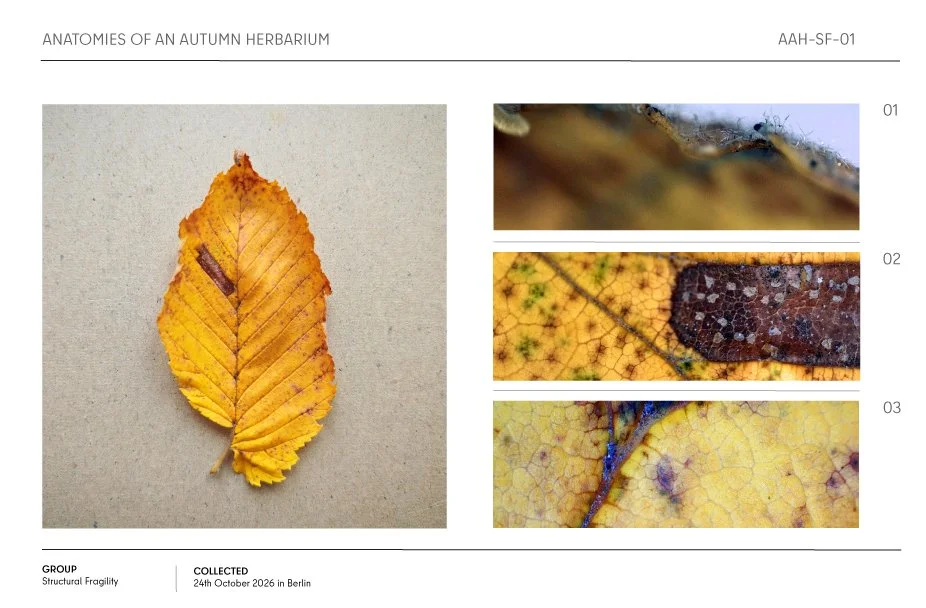 Annotated autumn herbarium sheet featuring a yellow-orange leaf with three detailed macro views of its surface and veins.