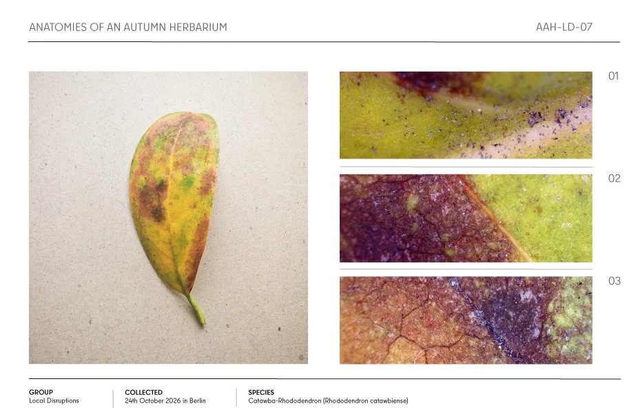 Autumn herbarium page featuring a pressed, mottled yellow-green and reddish rhododendron leaf with three detailed close-up views.