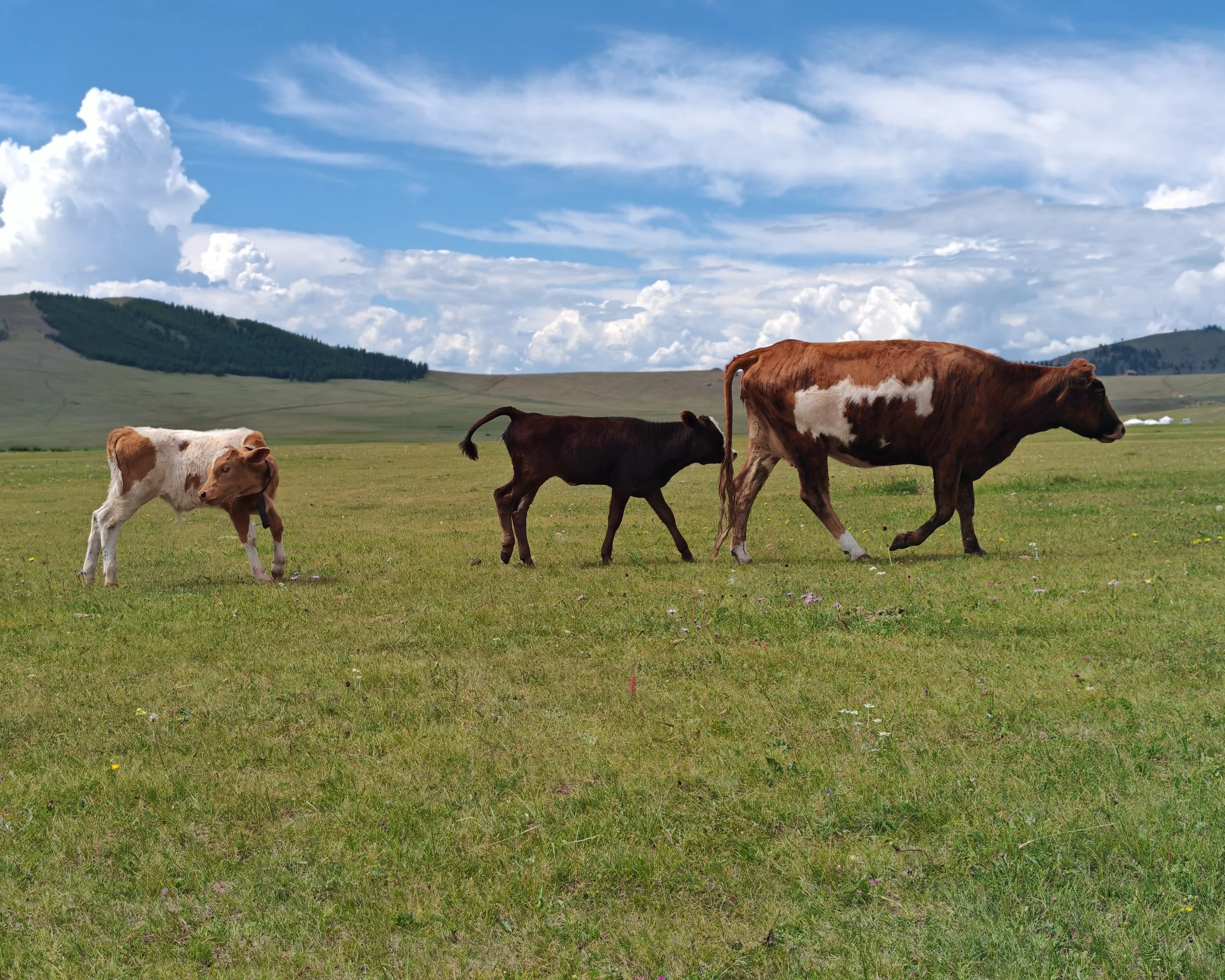 Three cows grazing on a grassy field with a backdrop of rolling hills and a partly cloudy blue sky.