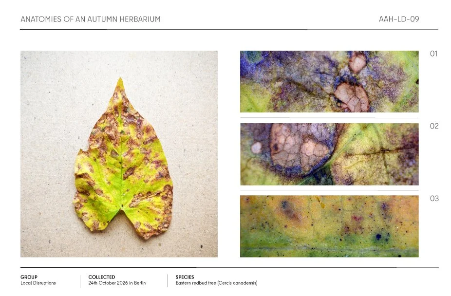 Autumn eastern redbud leaf herbarium specimen with close-up images of leaf discoloration and surface details