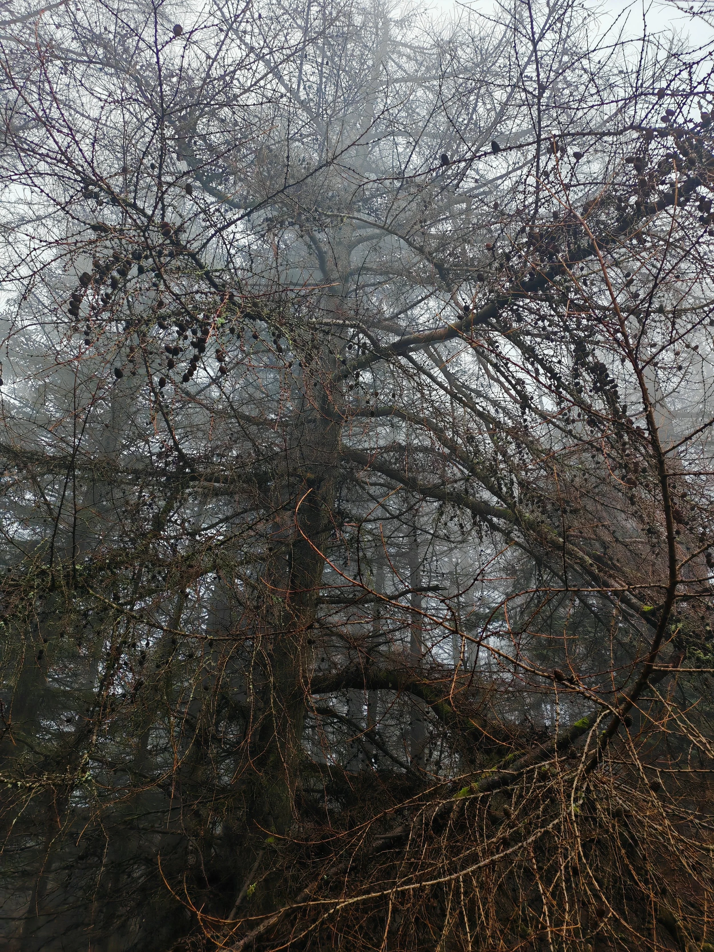 A misty forest scene with leafless trees and branches, some with small dark berries, shrouded in fog.