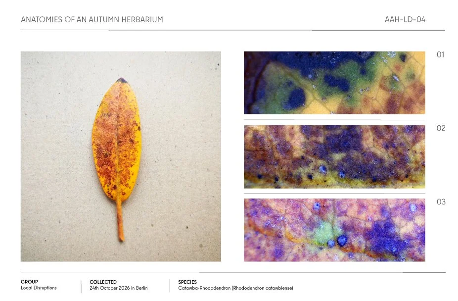 Autumn herbarium page featuring a yellow-orange rhododendron leaf and three microscopic views of its surface