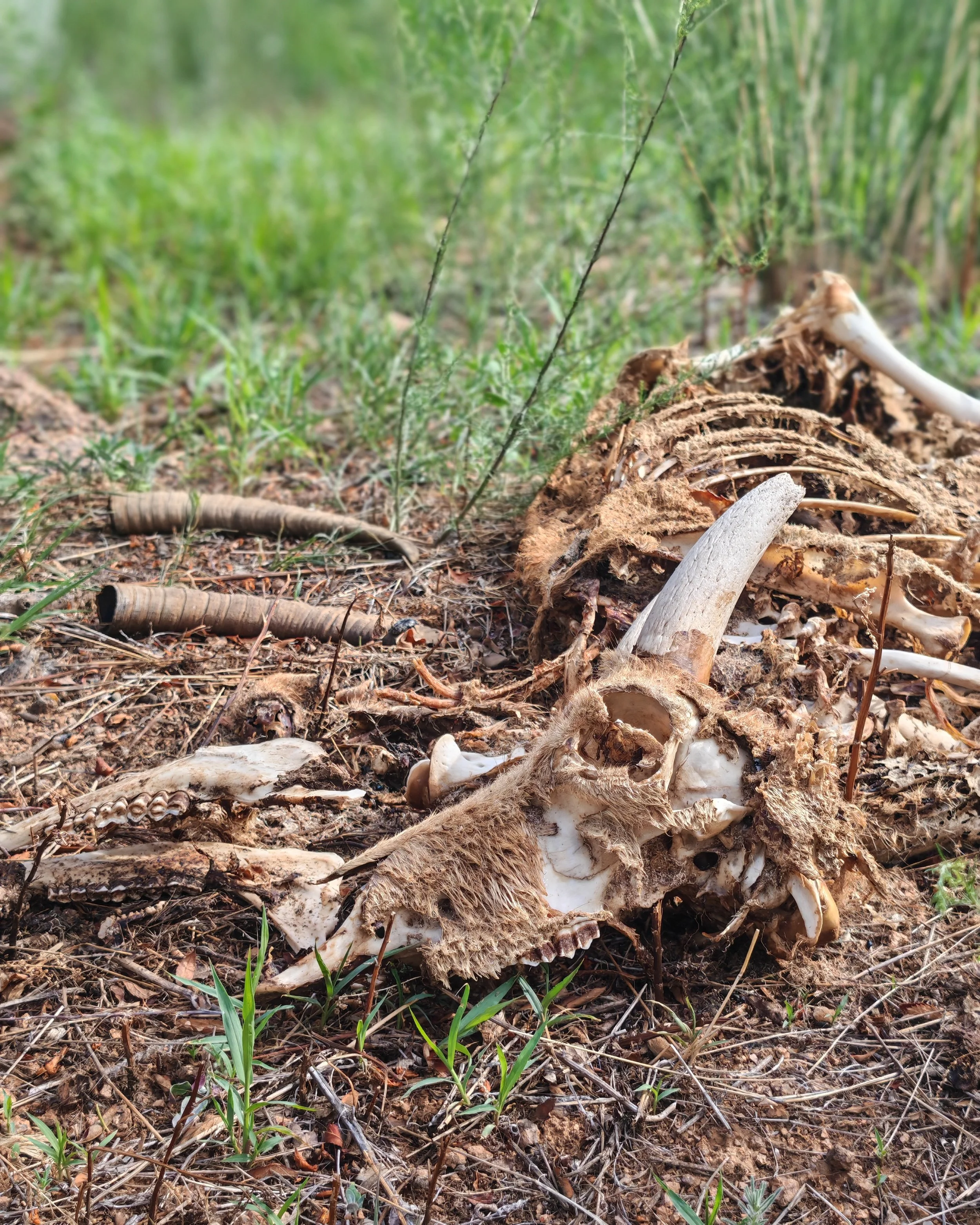Animal bones scattered on the ground in a natural outdoor setting with green grass and plants.