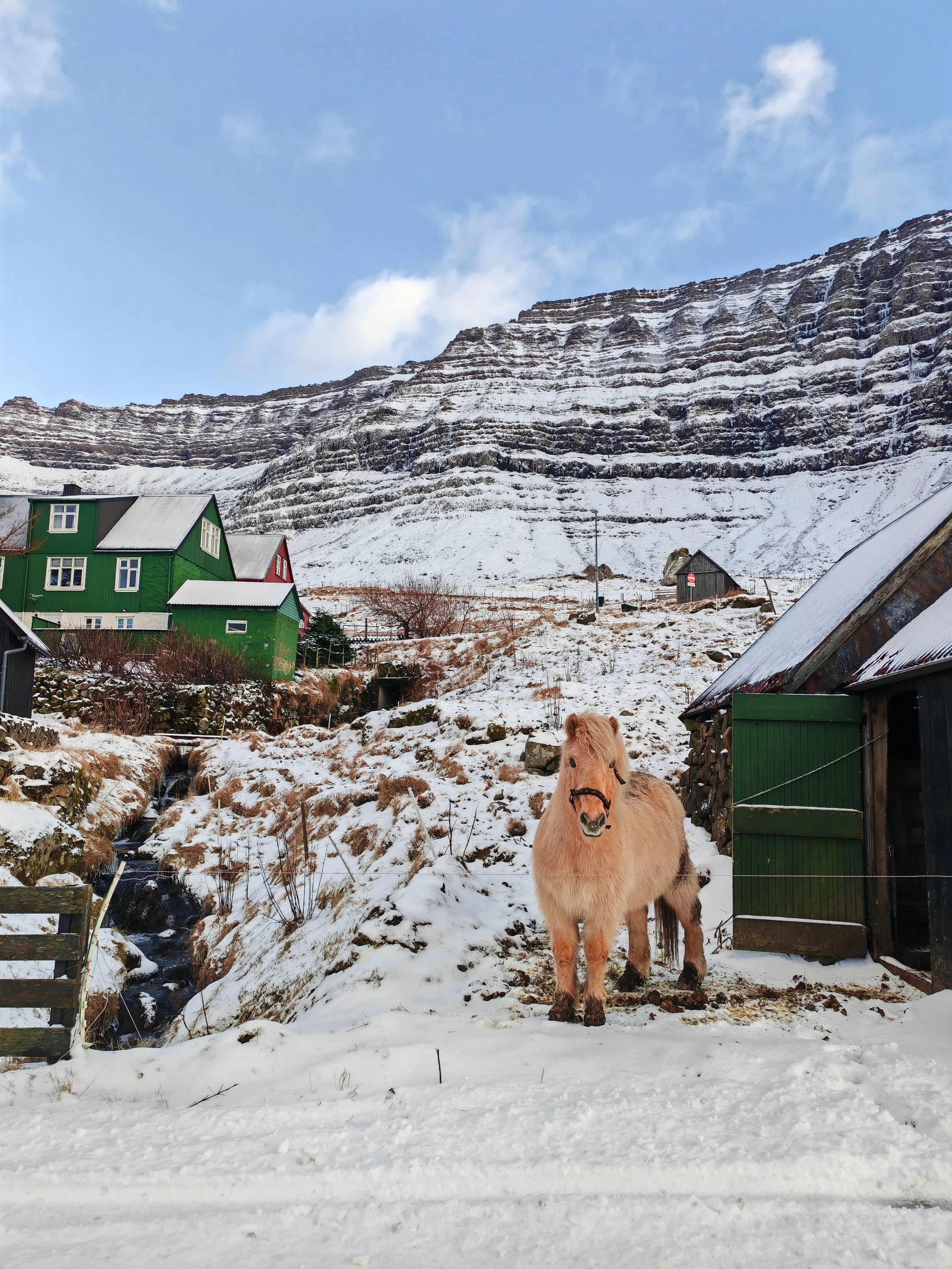 A small herd of ponies standing on snow-covered ground in a rural farm area with wooden houses, a mountain range with snow, and blue sky in the background.