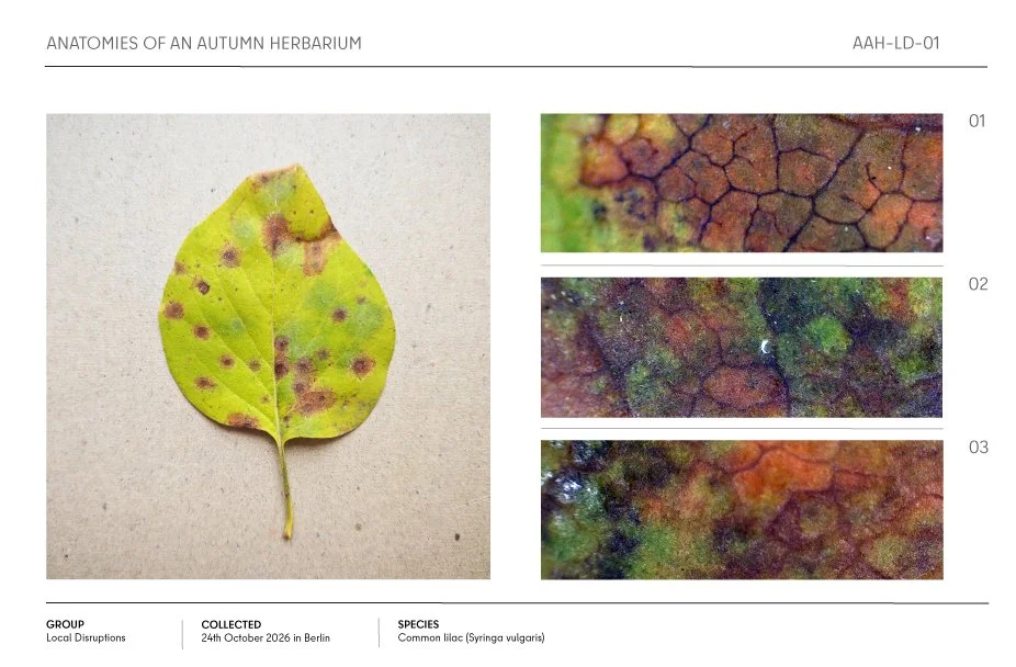 Autumn herbarium specimen of a yellow common lilac leaf with brown spots, shown alongside three microscopic close-ups of its textured surface.