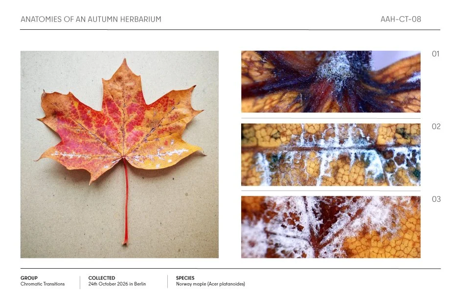 Autumn Norway maple leaf with red and yellow foliage, shown alongside three close-up views of white fungal growth.
