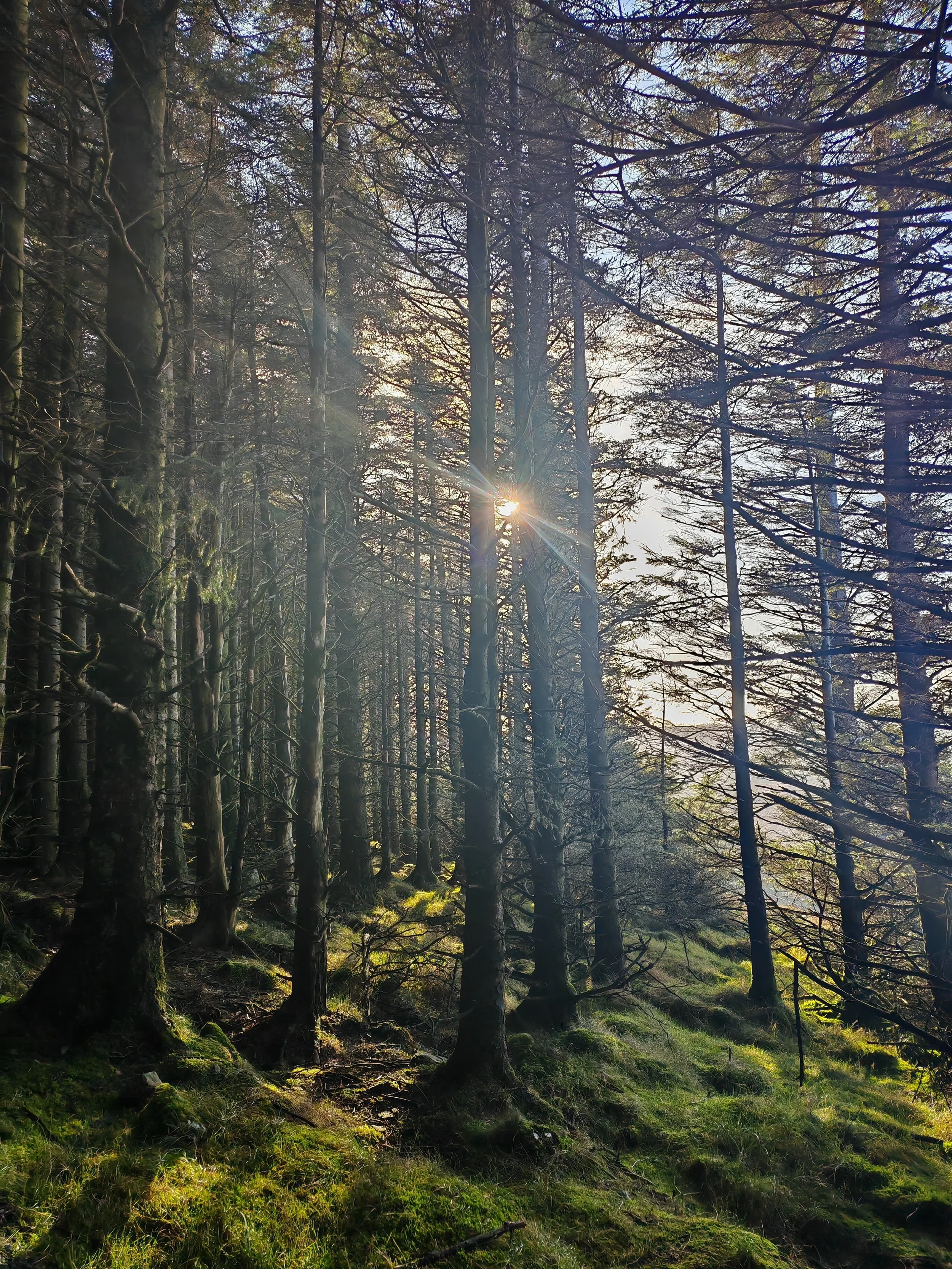 Sunlight filters through the tall, thin trees in a dense forest, illuminating the moss-covered ground and creating a serene, natural scene.