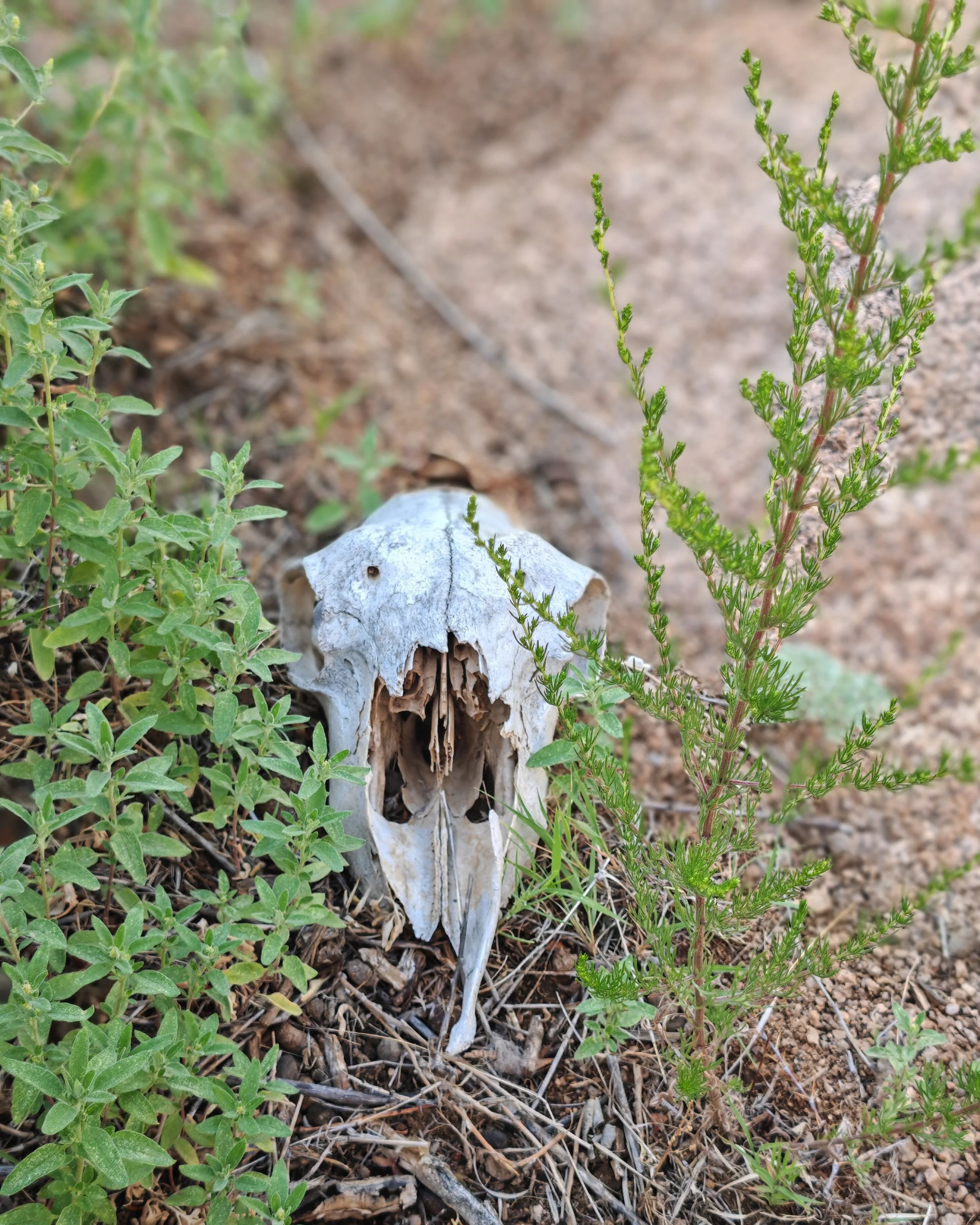 A view of a small animal skull, possibly a rodent, on the ground next to green plants and dry twigs.