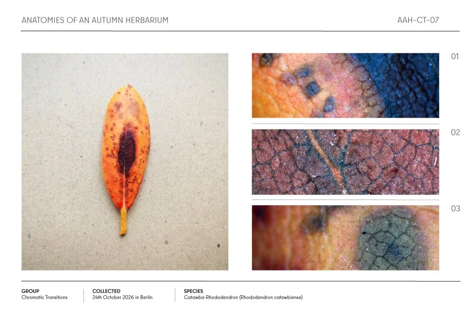 Autumn herbarium specimen sheet featuring an orange-red Catawba rhododendron leaf with three labeled close-up texture details.