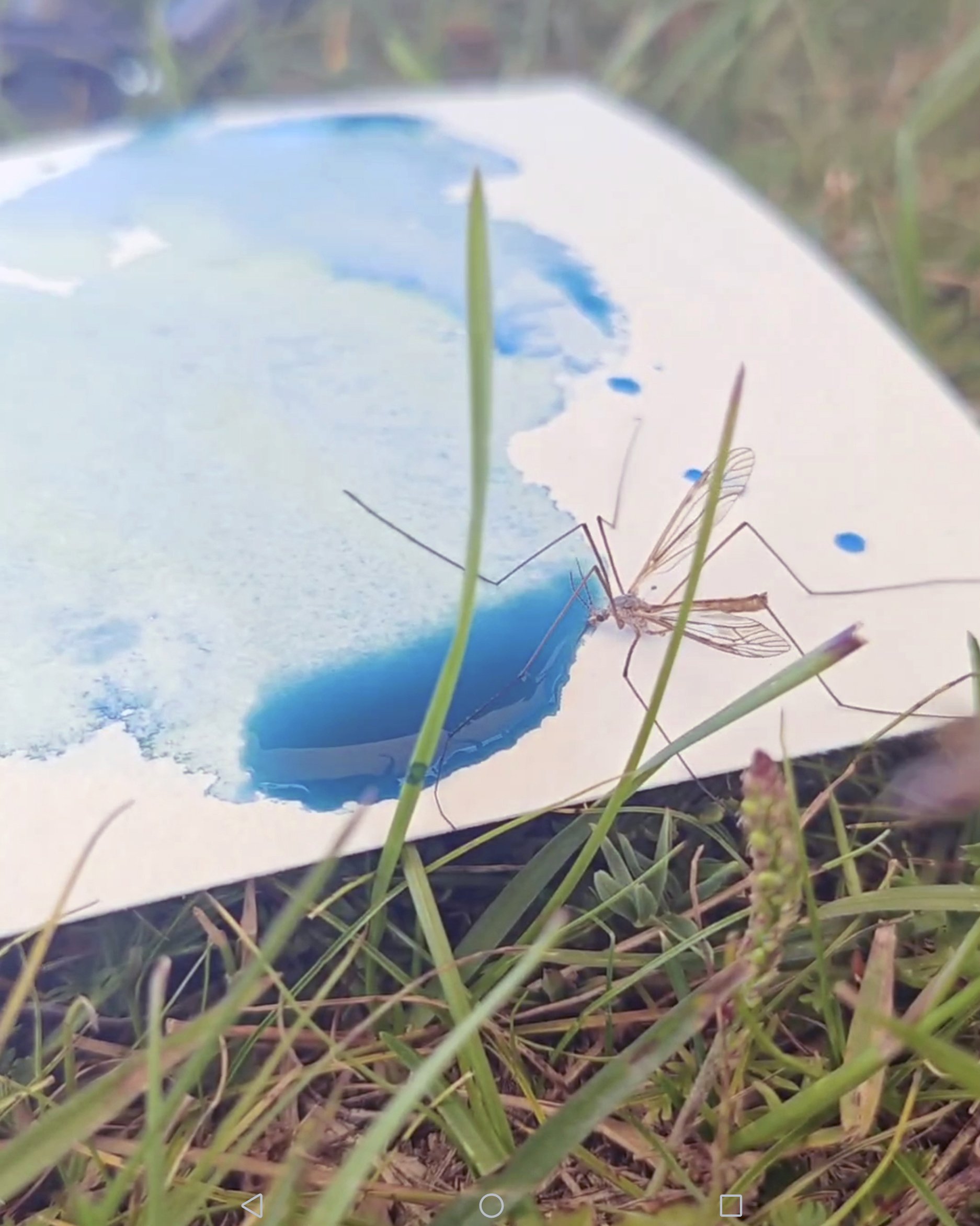 A mosquito resting on a piece of paper with a watercolor painting of a lake and sky, surrounded by grass and weeds.