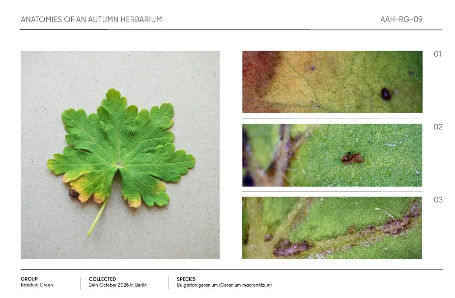 Autumn herbarium specimen of a Bulgarian geranium leaf with yellowing edges and three close-up views of leaf surface details